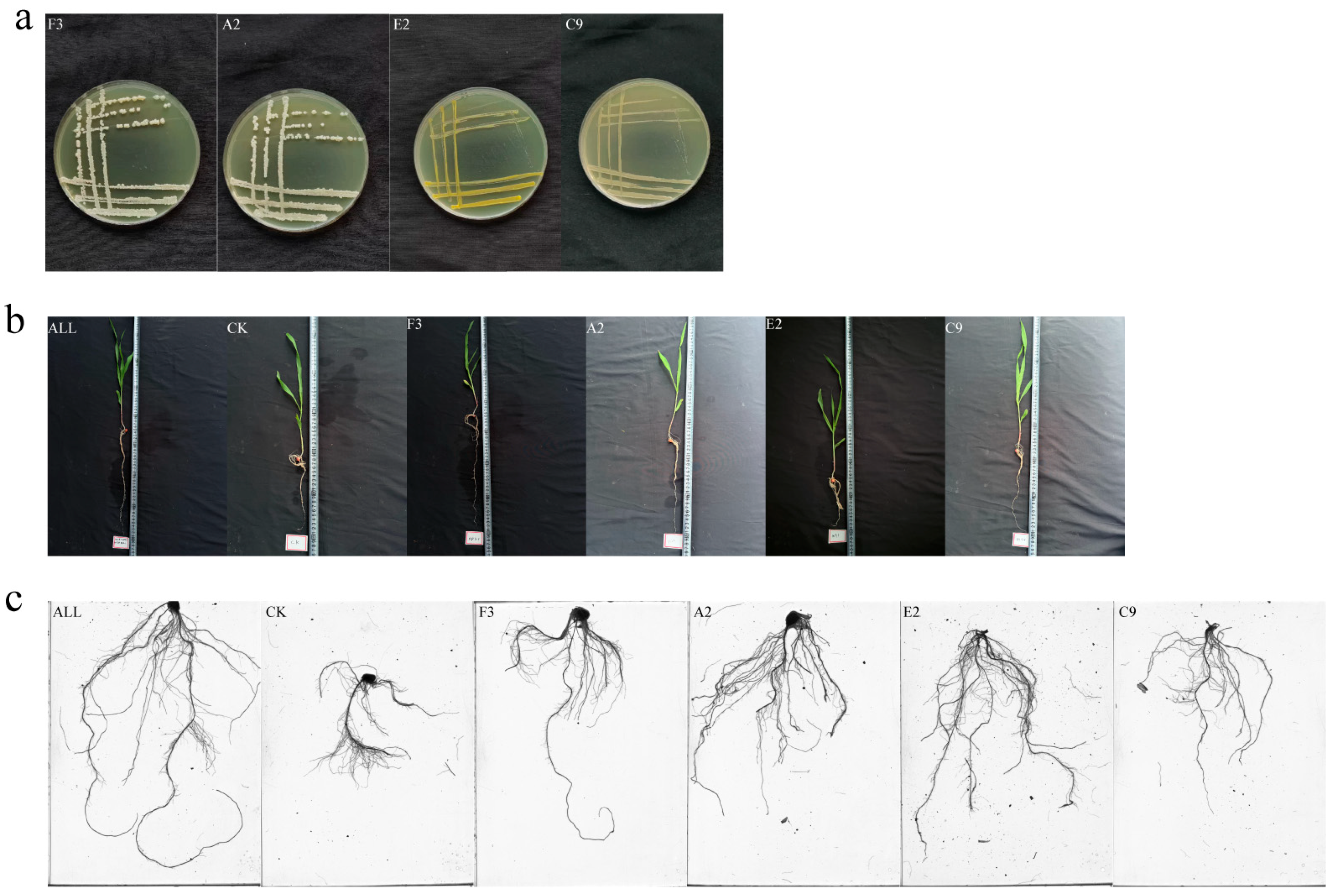 lp レコード Growth-Promoting Effects and Mechanisms of Synthetic Plant