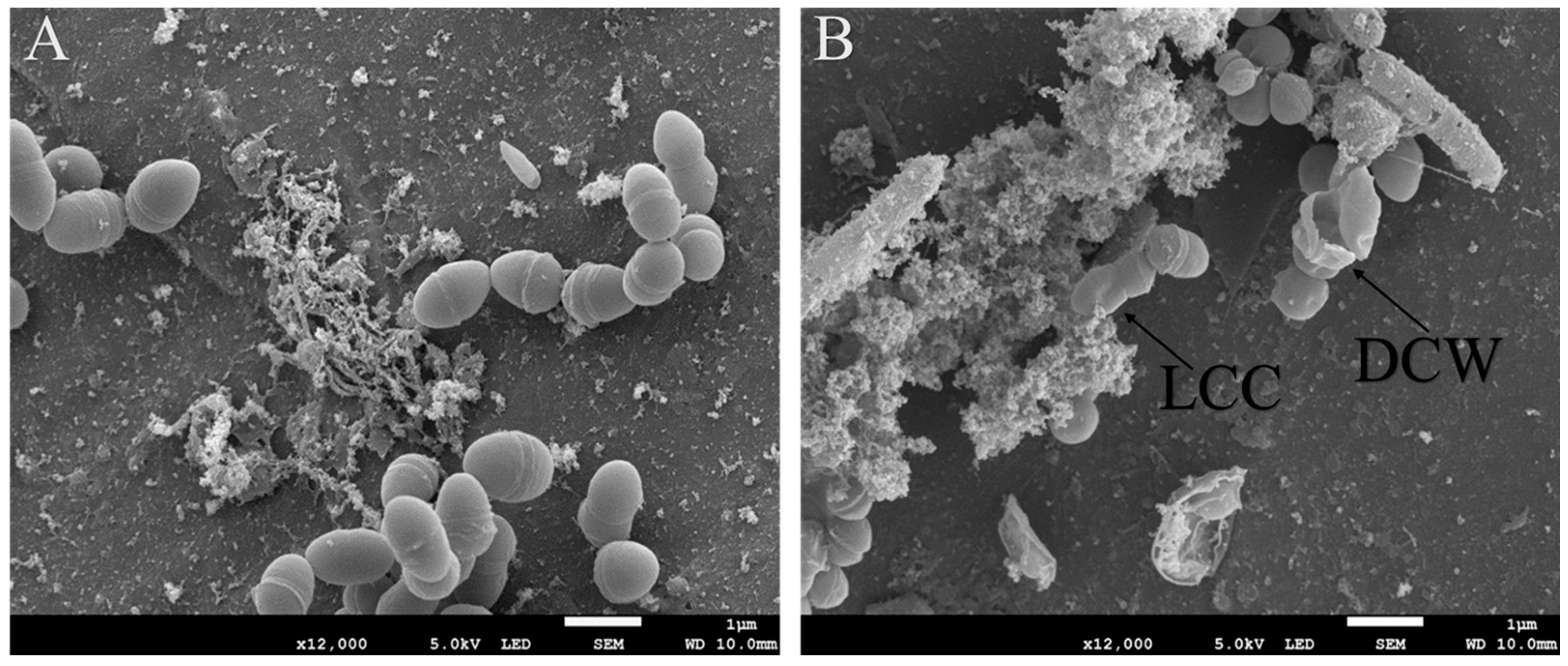 Microorganisms 13 02467 g002 Microorganisms 13 02467 g002