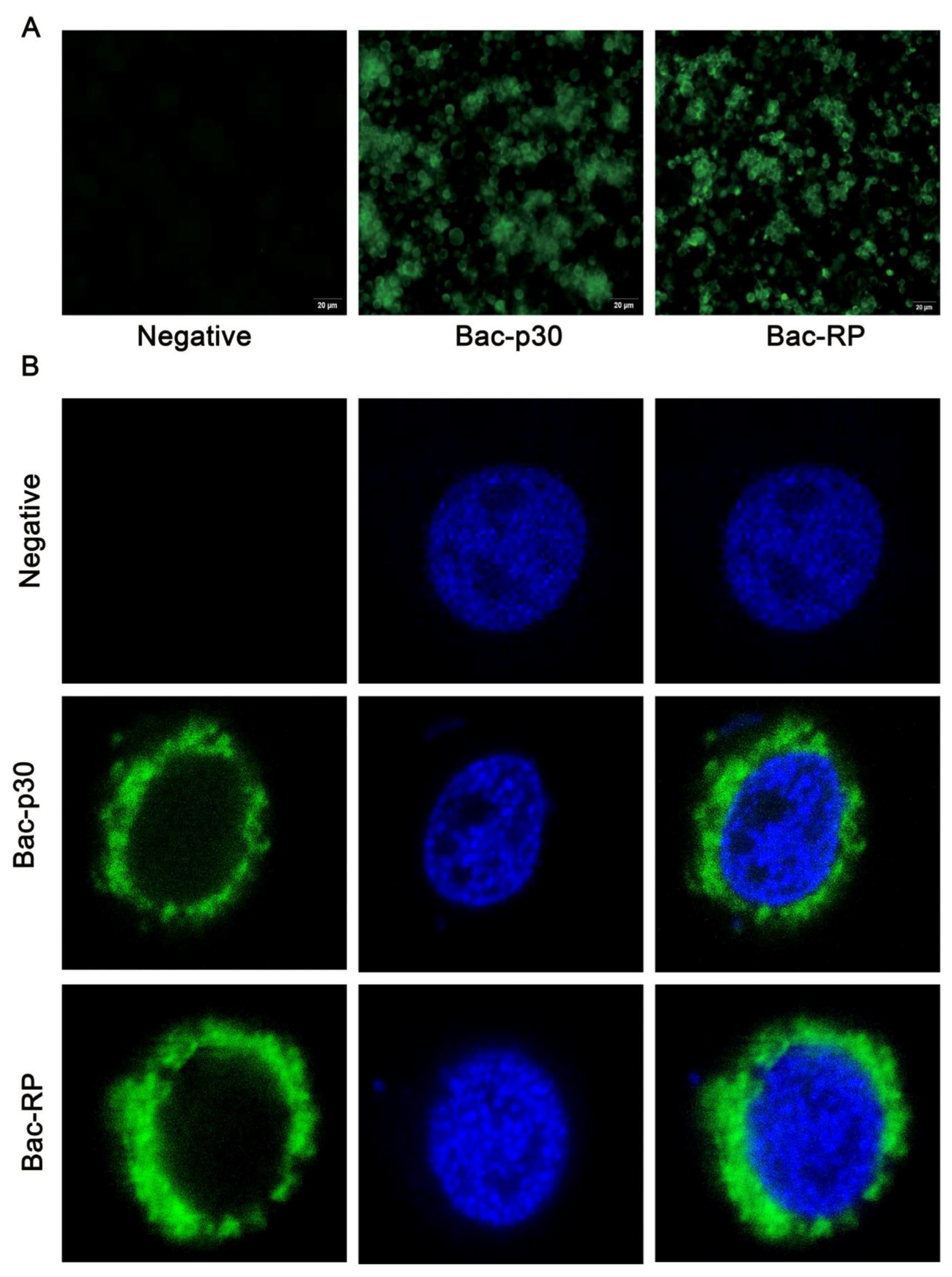 Microorganisms 13 02468 g003 Microorganisms 13 02468 g003