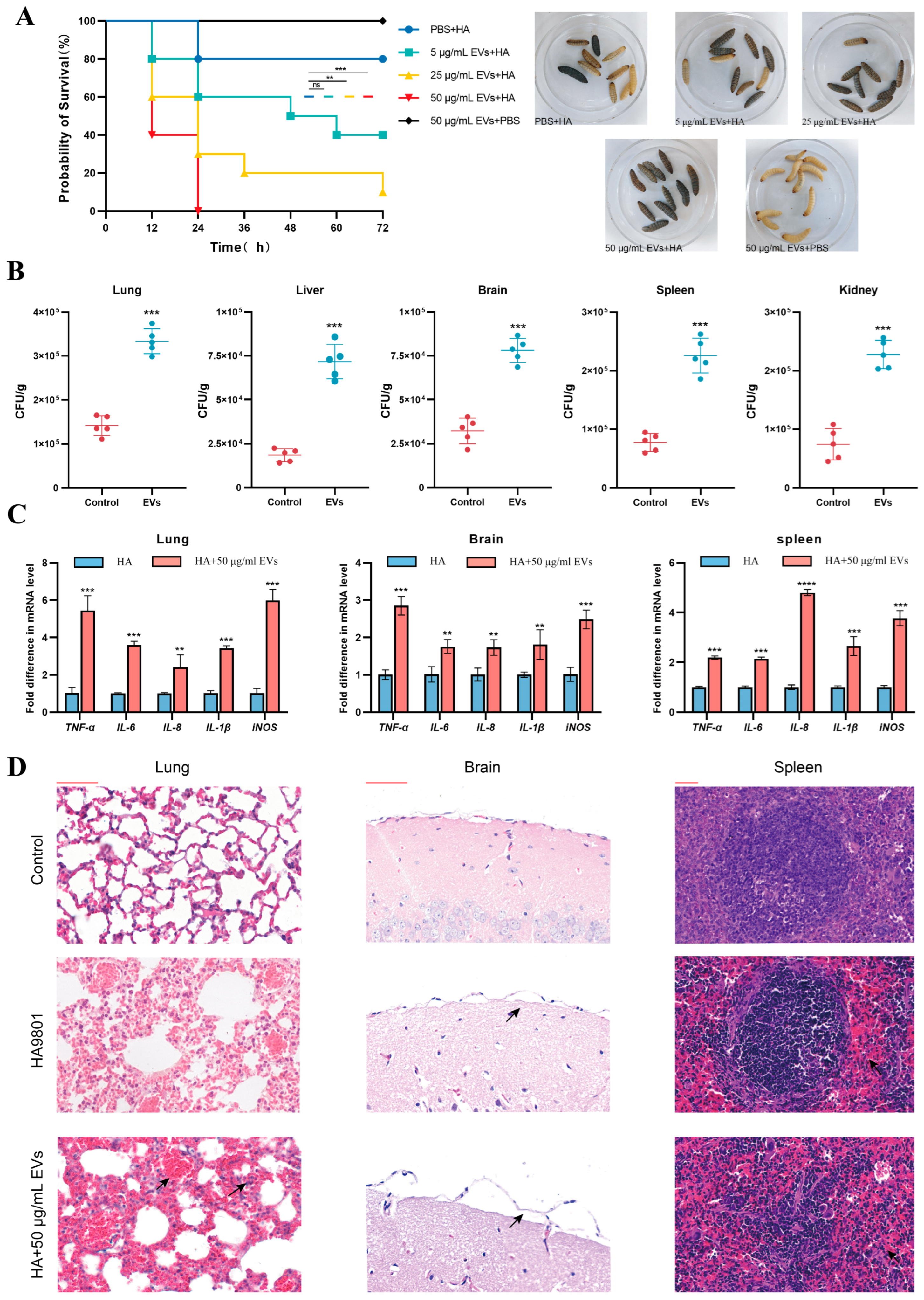 Microorganisms 13 02469 g006 Microorganisms 13 02469 g006