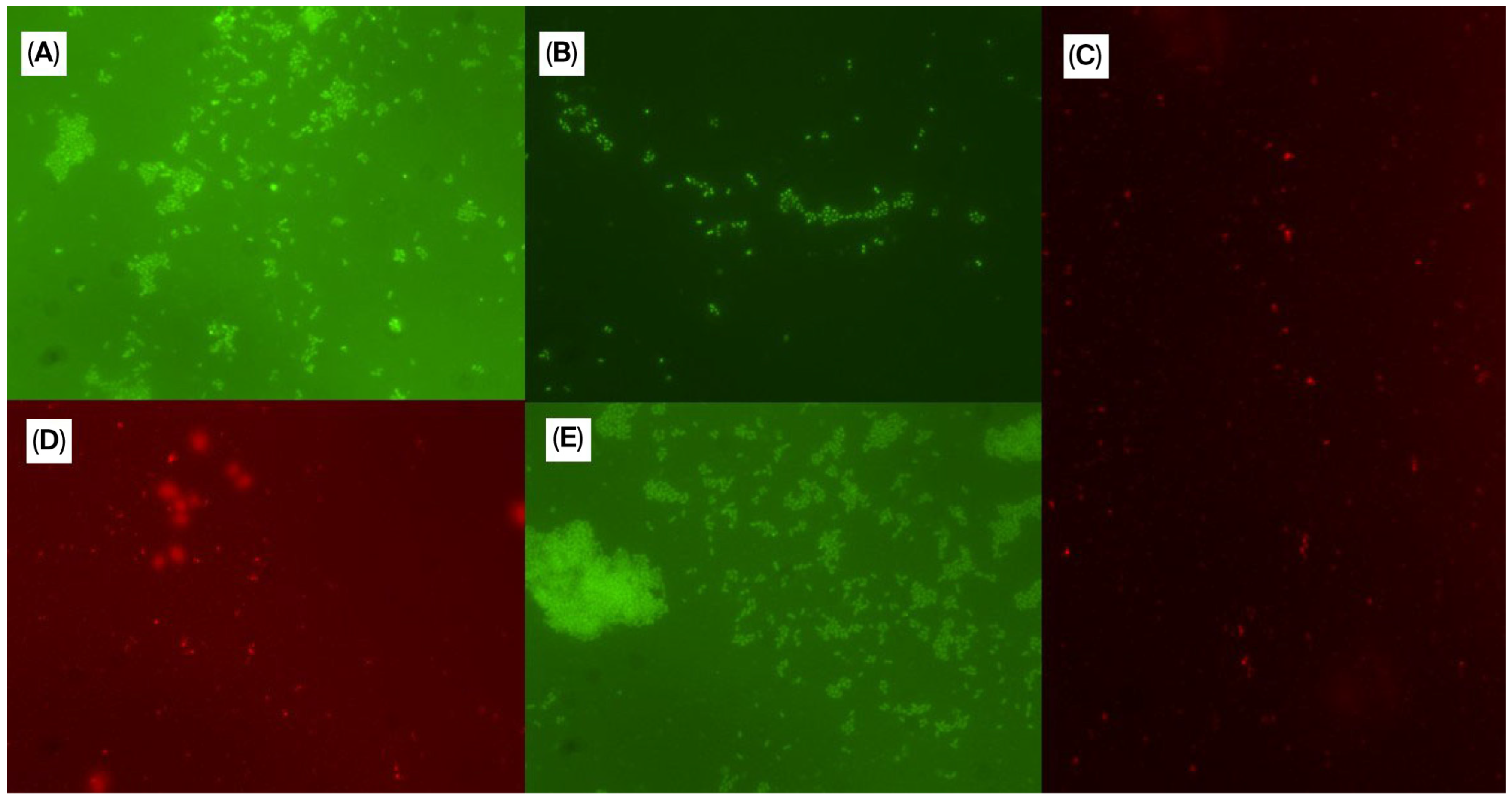 Microorganisms 13 02472 g002 Microorganisms 13 02472 g002