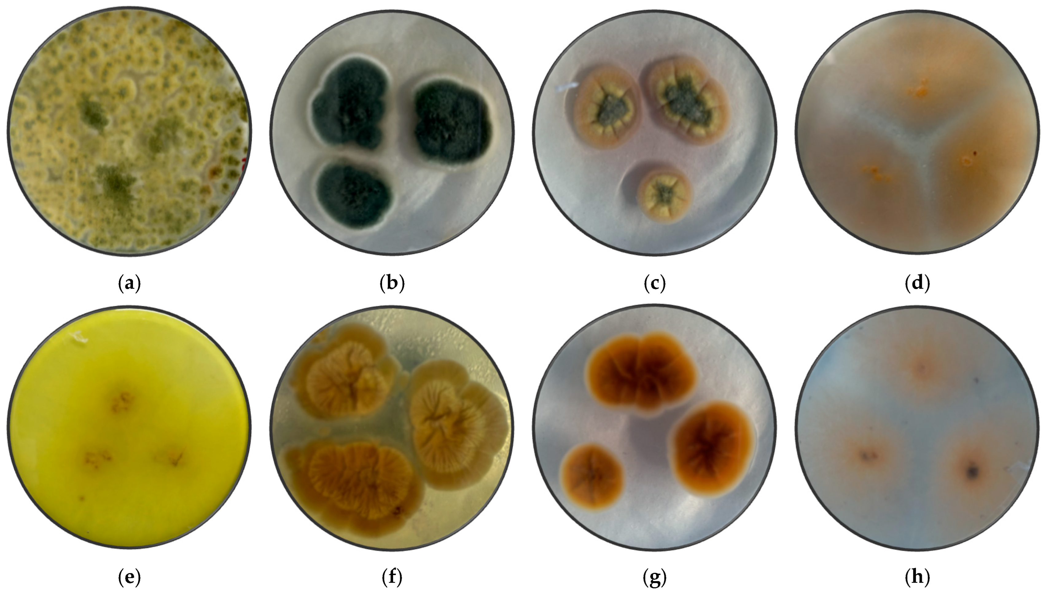 Microorganisms 13 02477 g001 Microorganisms 13 02477 g001