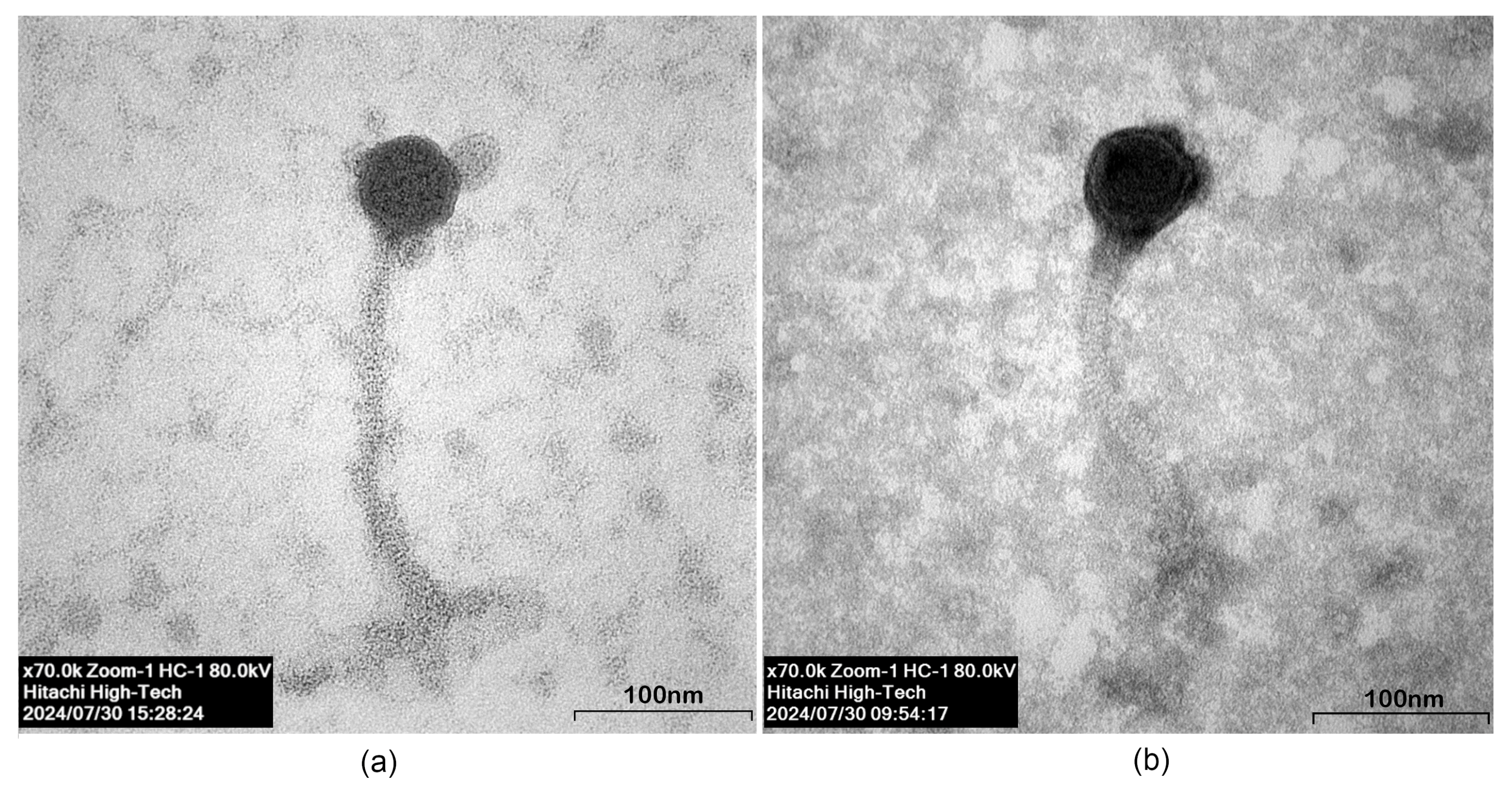 Microorganisms 13 02503 g002