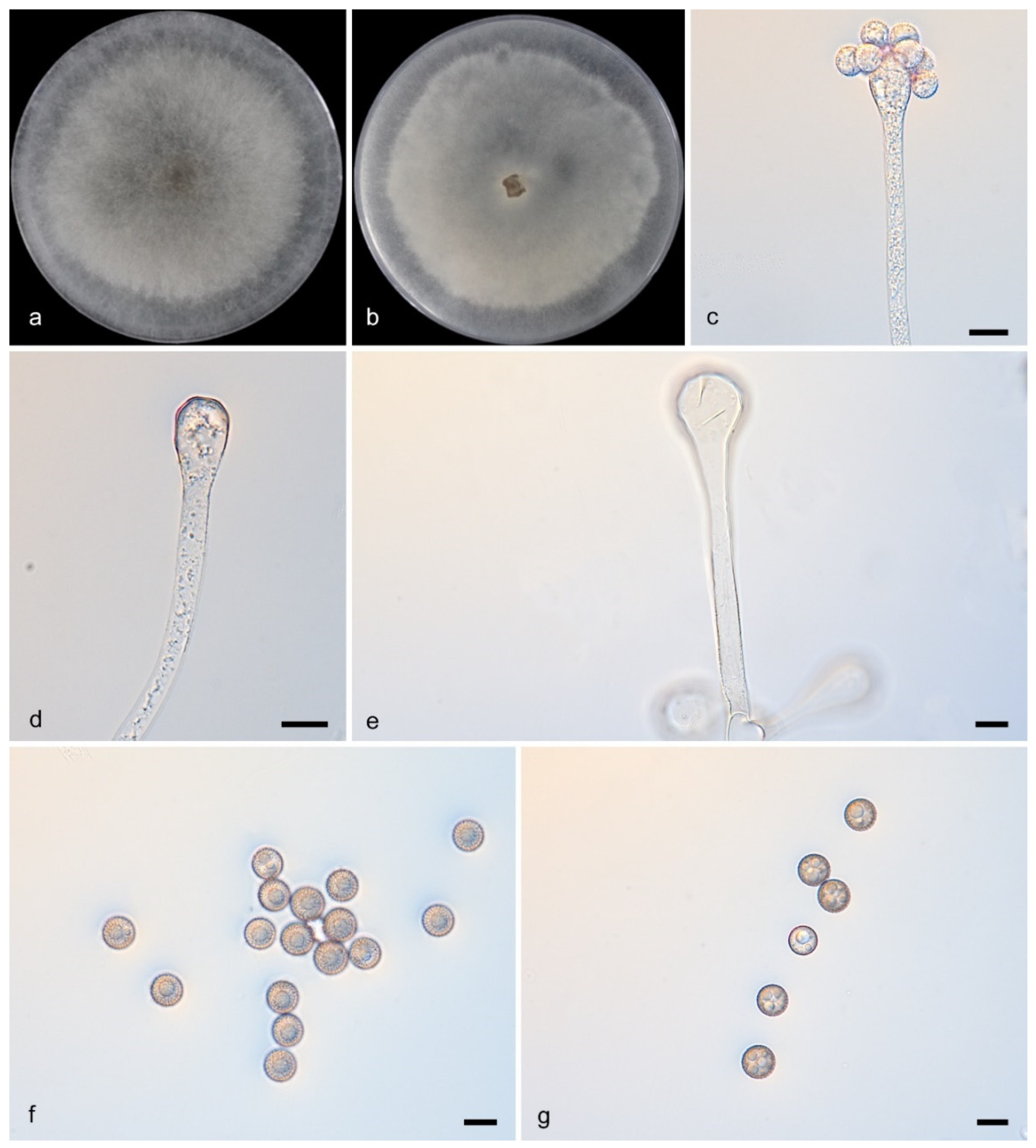Microorganisms 13 02508 g005 Microorganisms 13 02508 g005