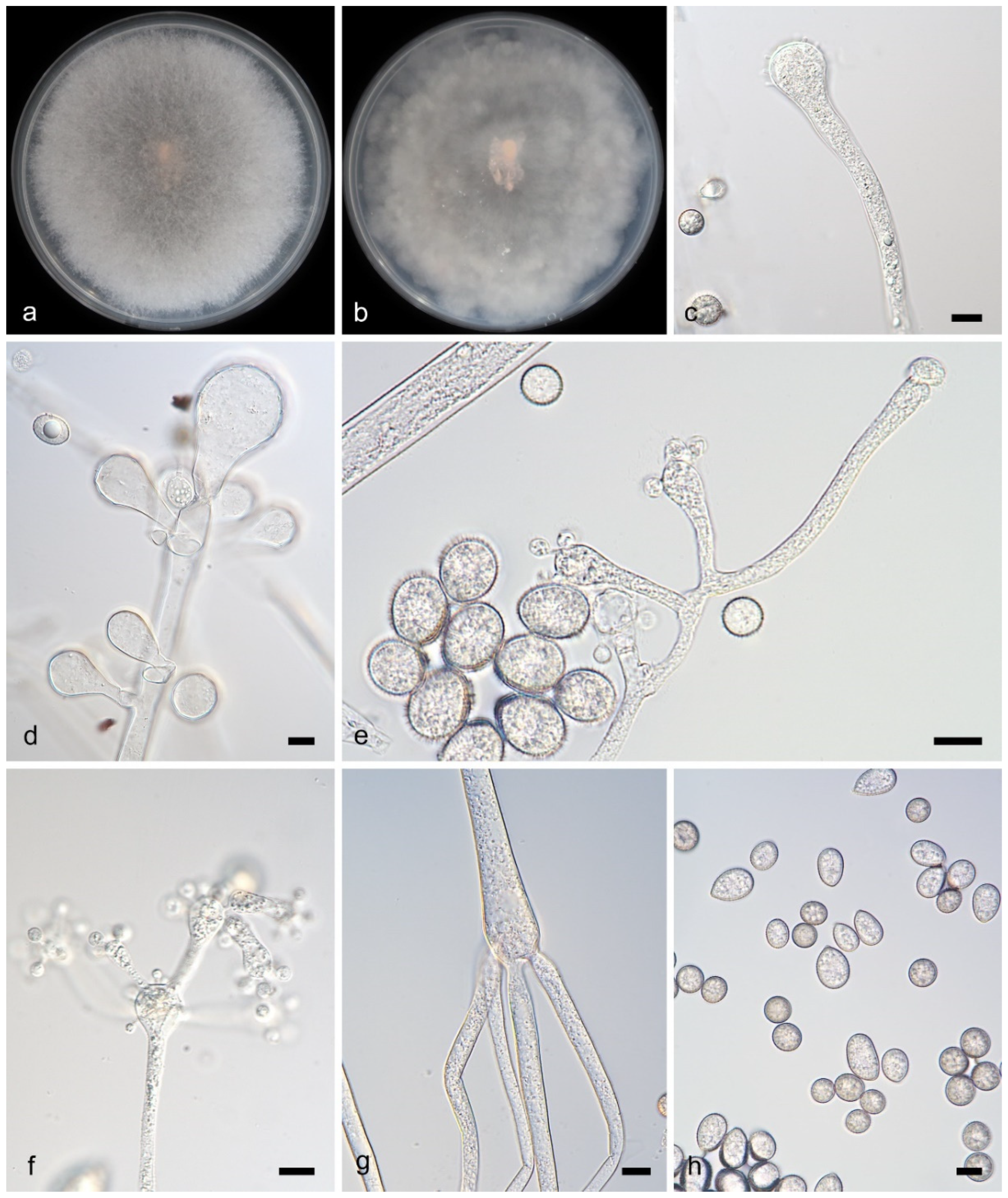 Microorganisms 13 02508 g006 Microorganisms 13 02508 g006