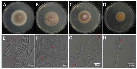 Bacillus velezensis 7-A as a Biocontrol Agent Against Fusarium