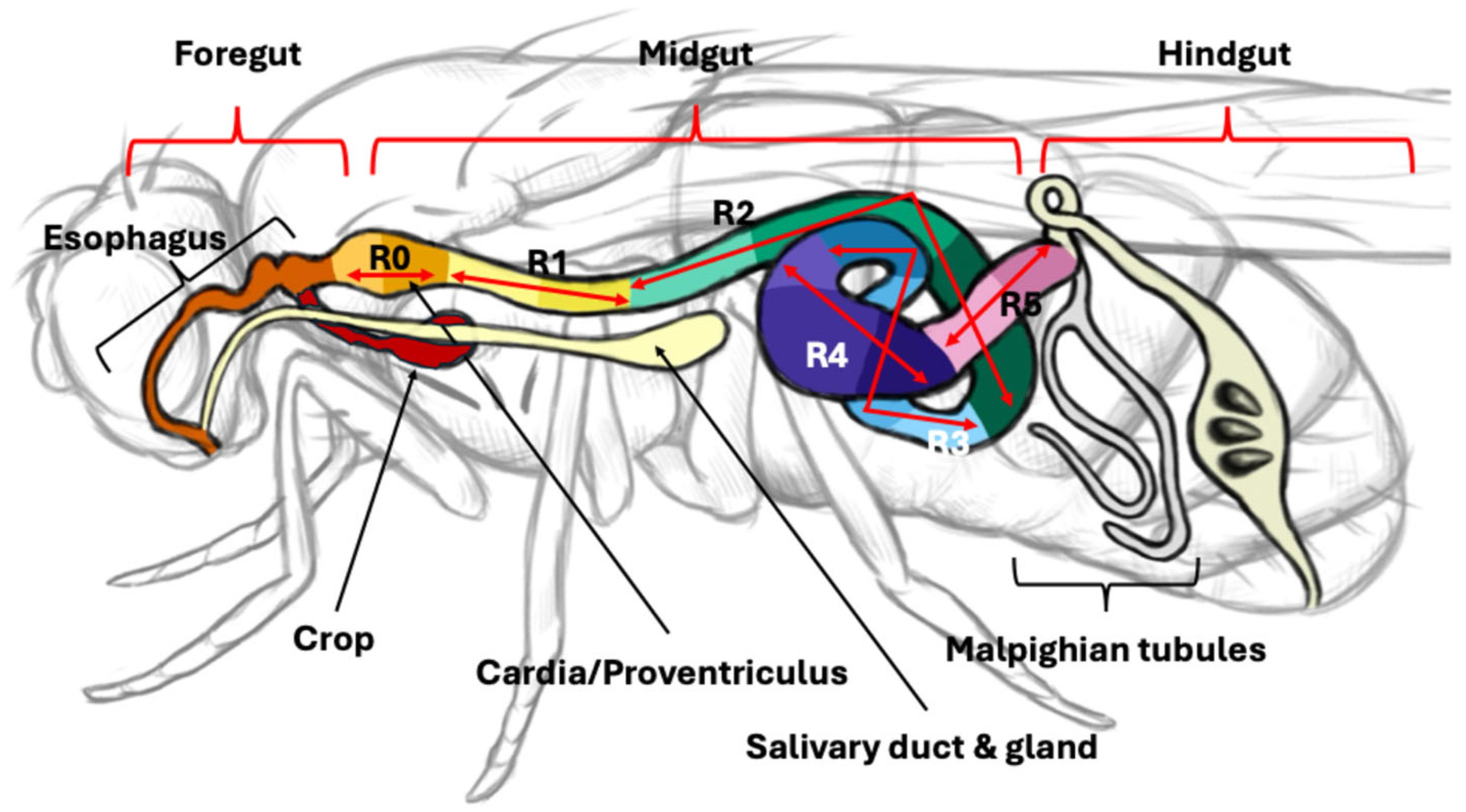 The Gut Microbiota of Drosophila melanogaster: A Model for Host