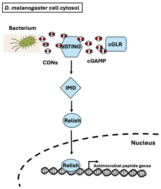 The Gut Microbiota of Drosophila melanogaster: A Model for Host
