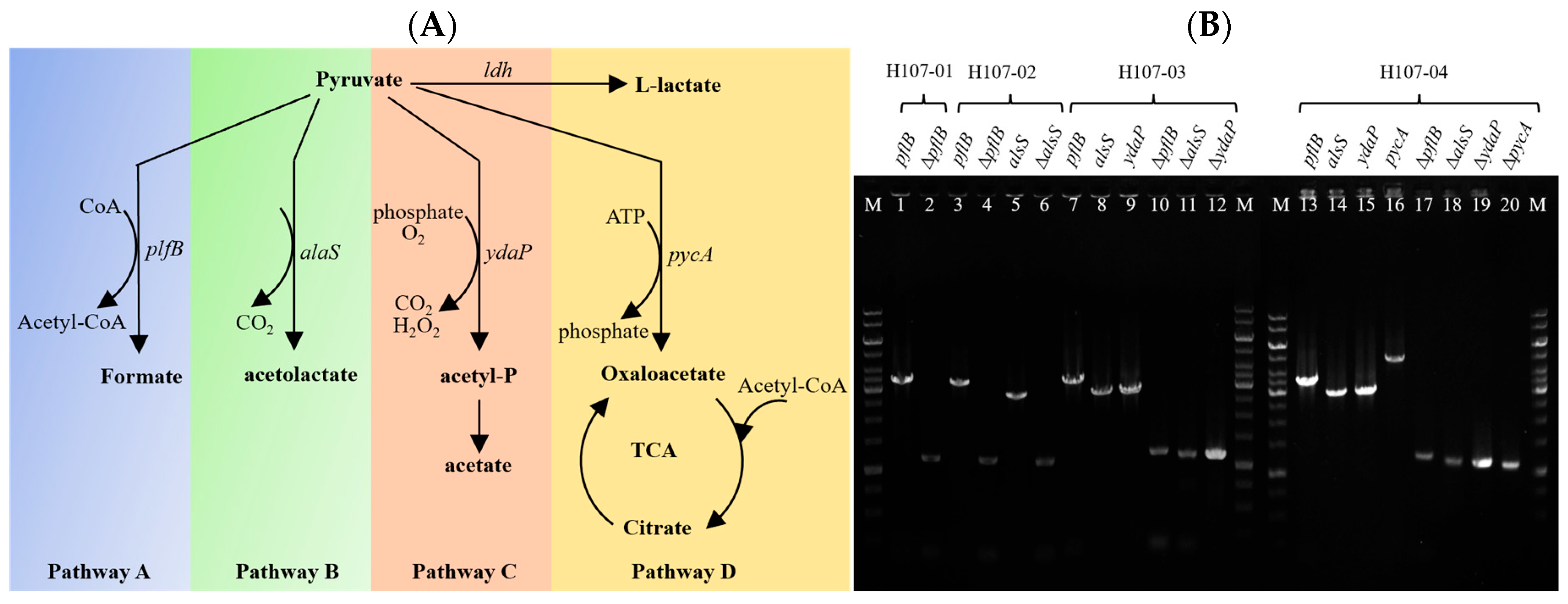 Microorganisms 13 02530 g001 Microorganisms 13 02530 g001