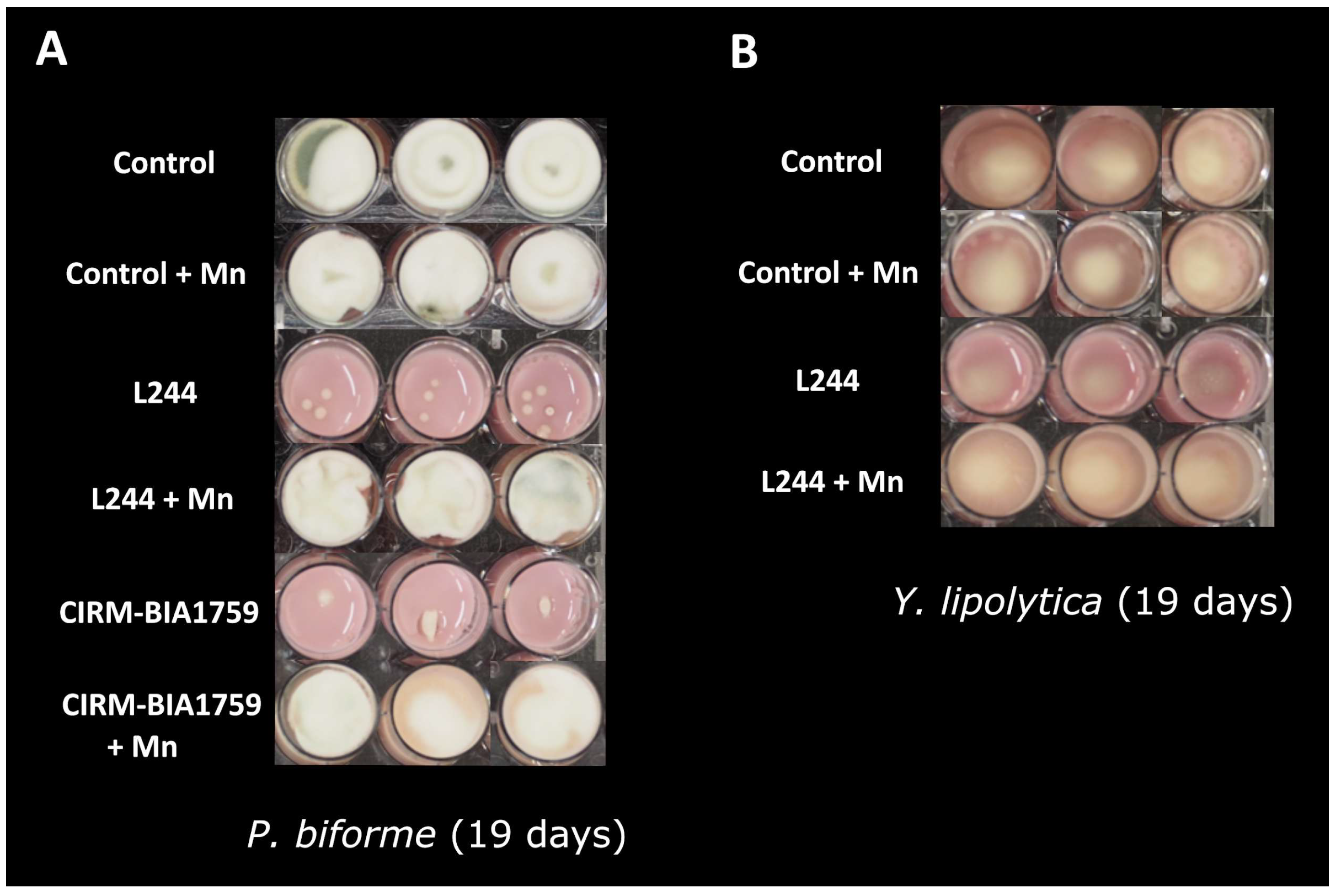 Microorganisms 13 02543 g001 Microorganisms 13 02543 g001