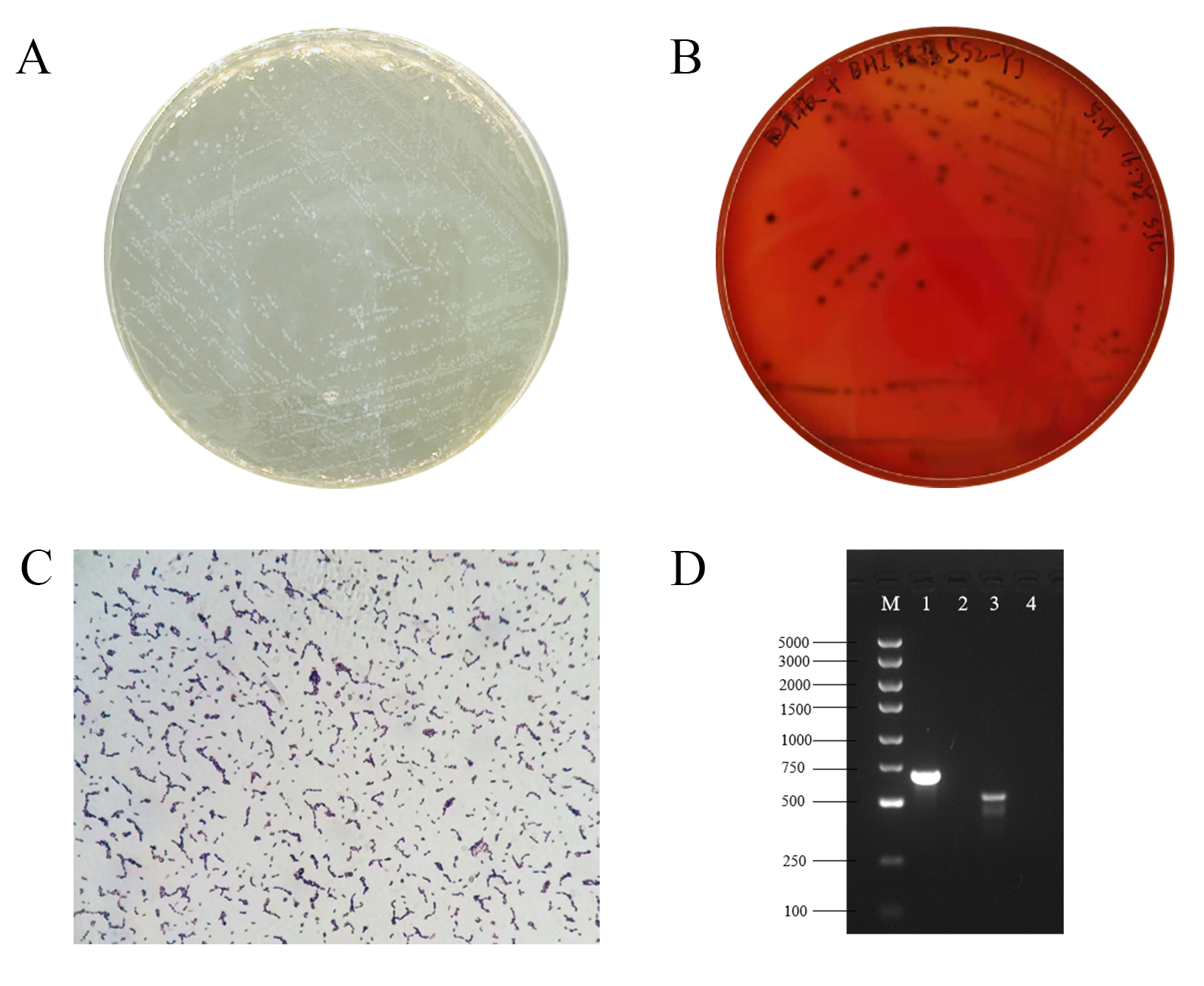Microorganisms 13 02552 g001
