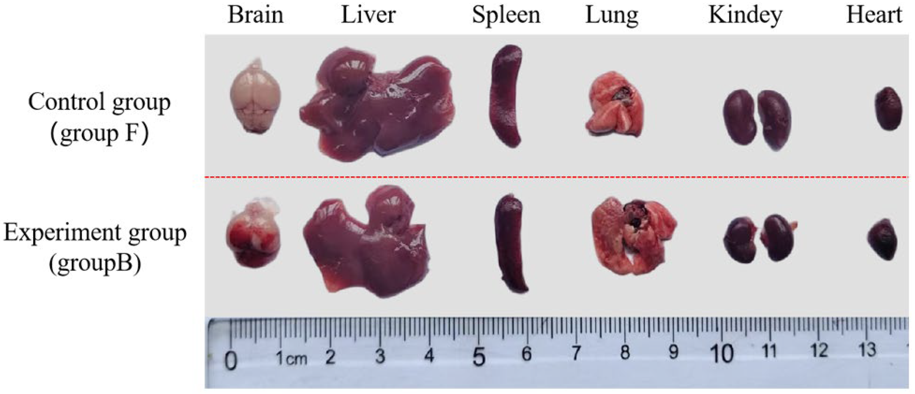 Microorganisms 13 02552 g007