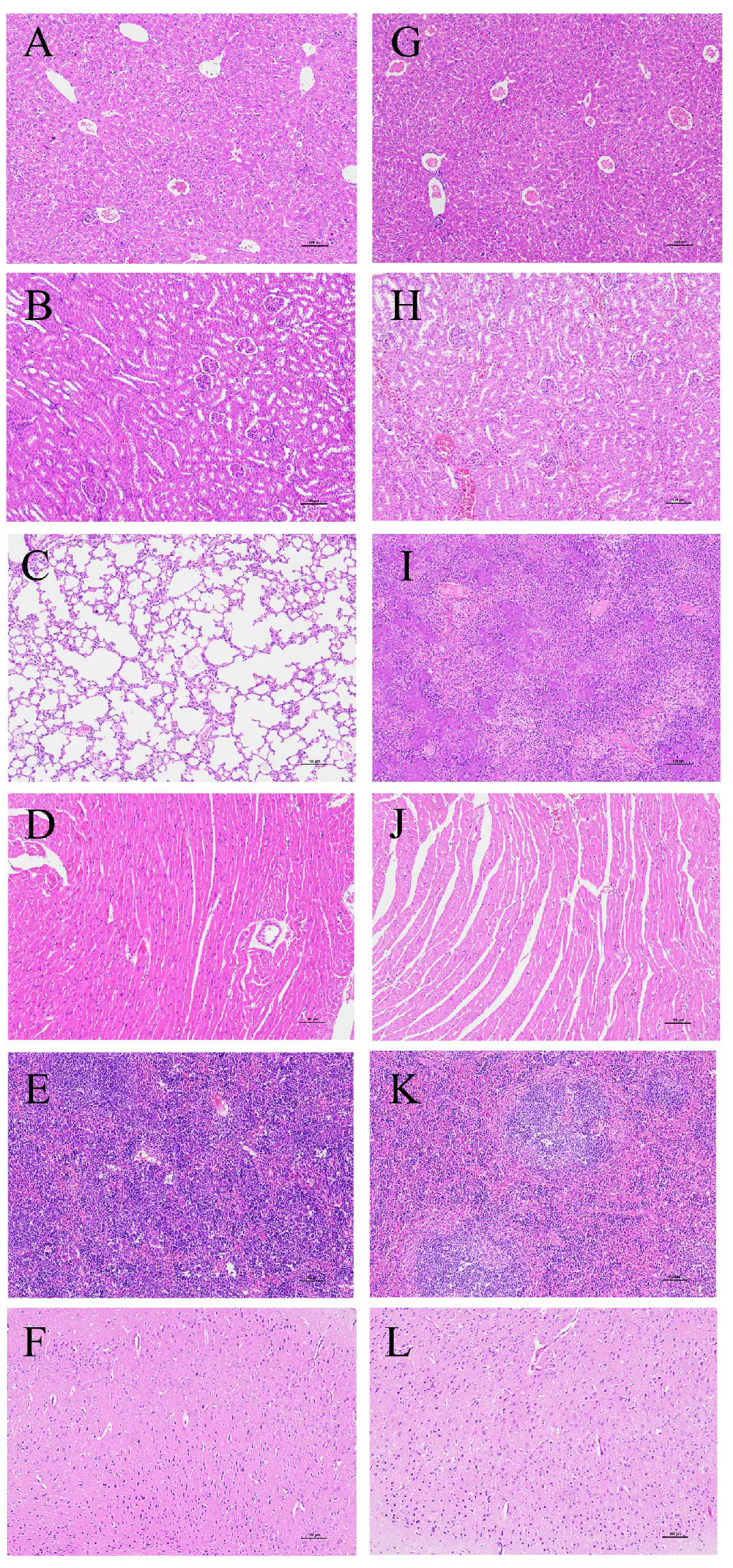 Microorganisms 13 02552 g008