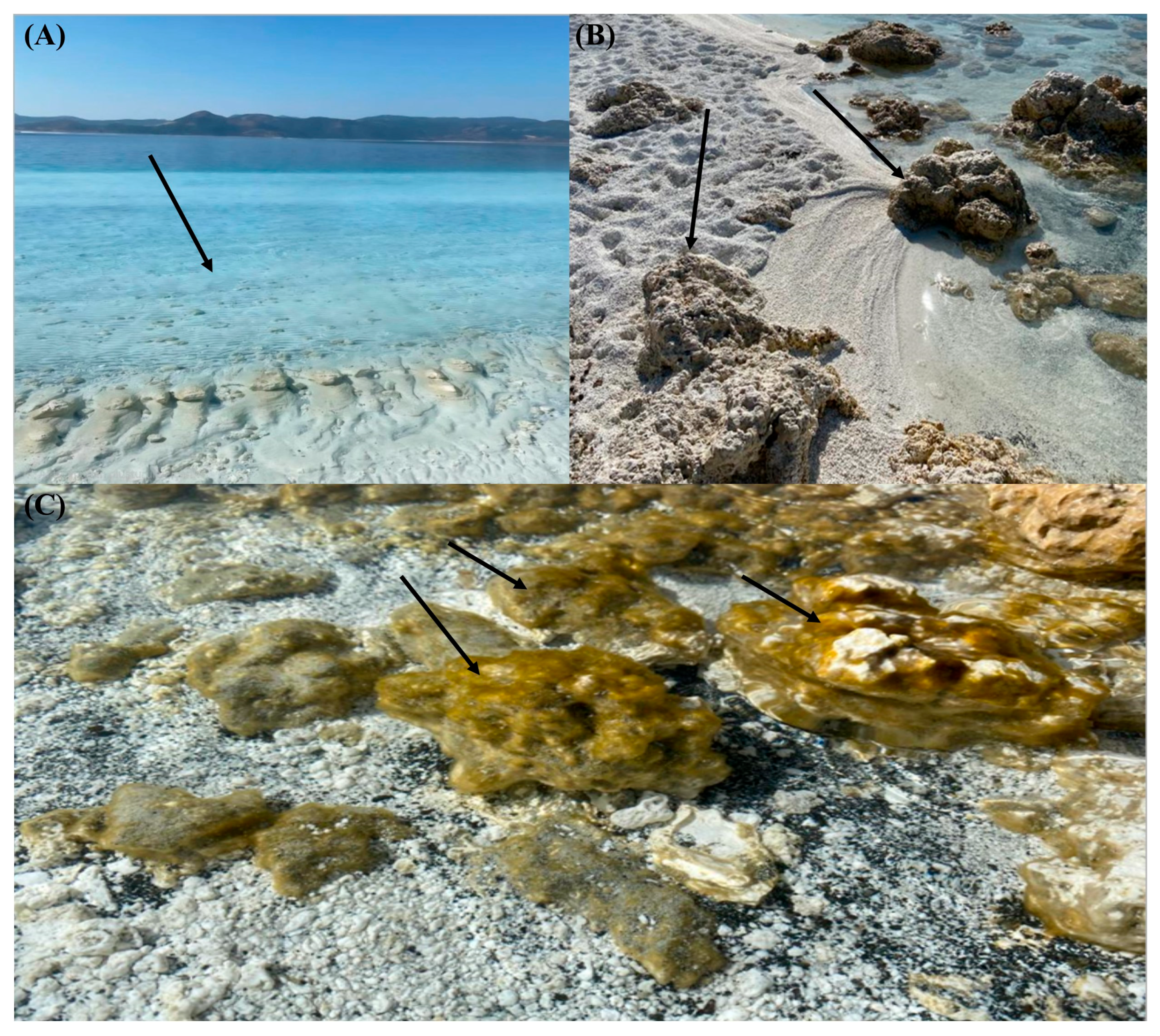 Microorganisms 13 02555 g002