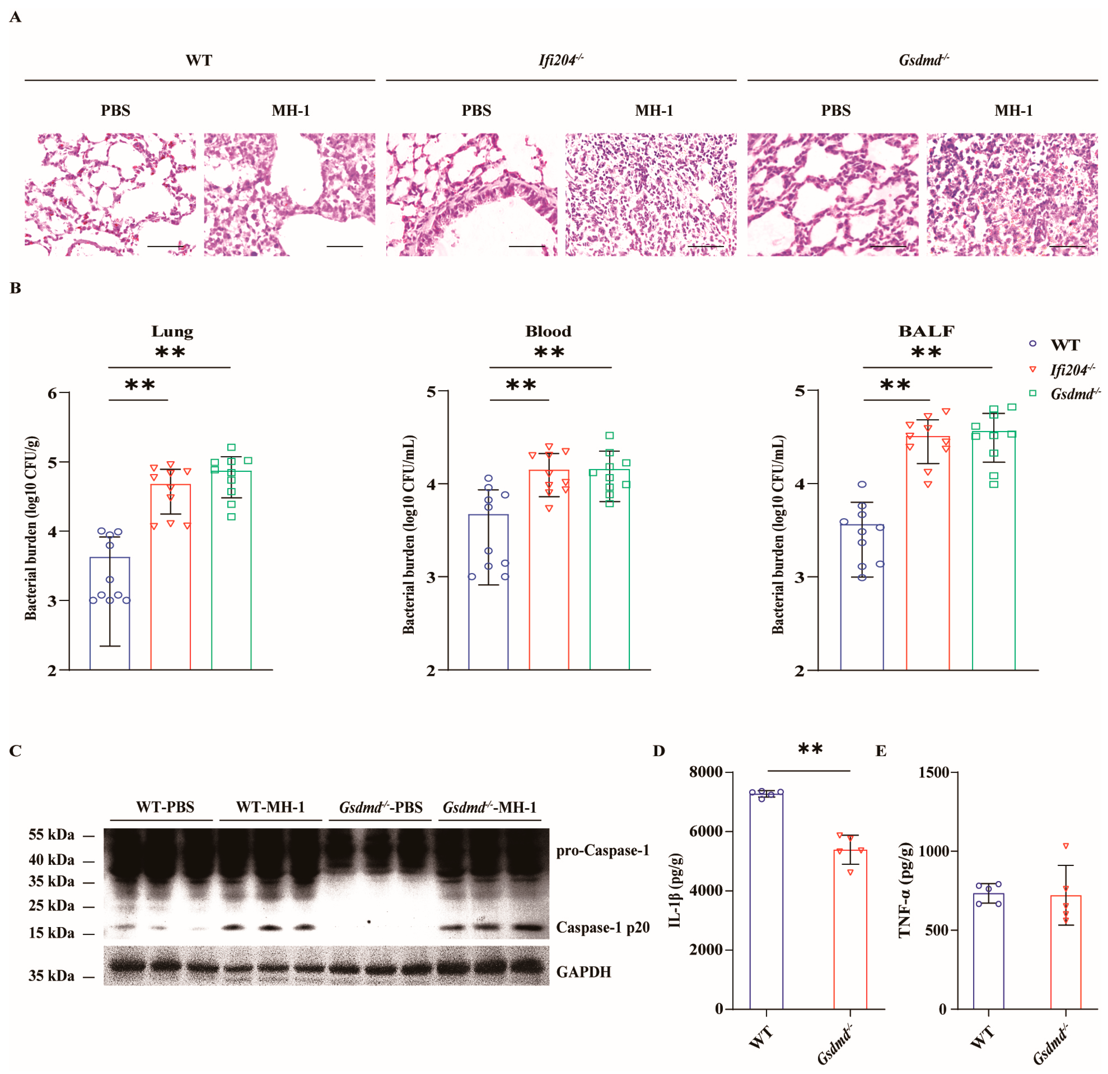 Microorganisms 13 02557 g004