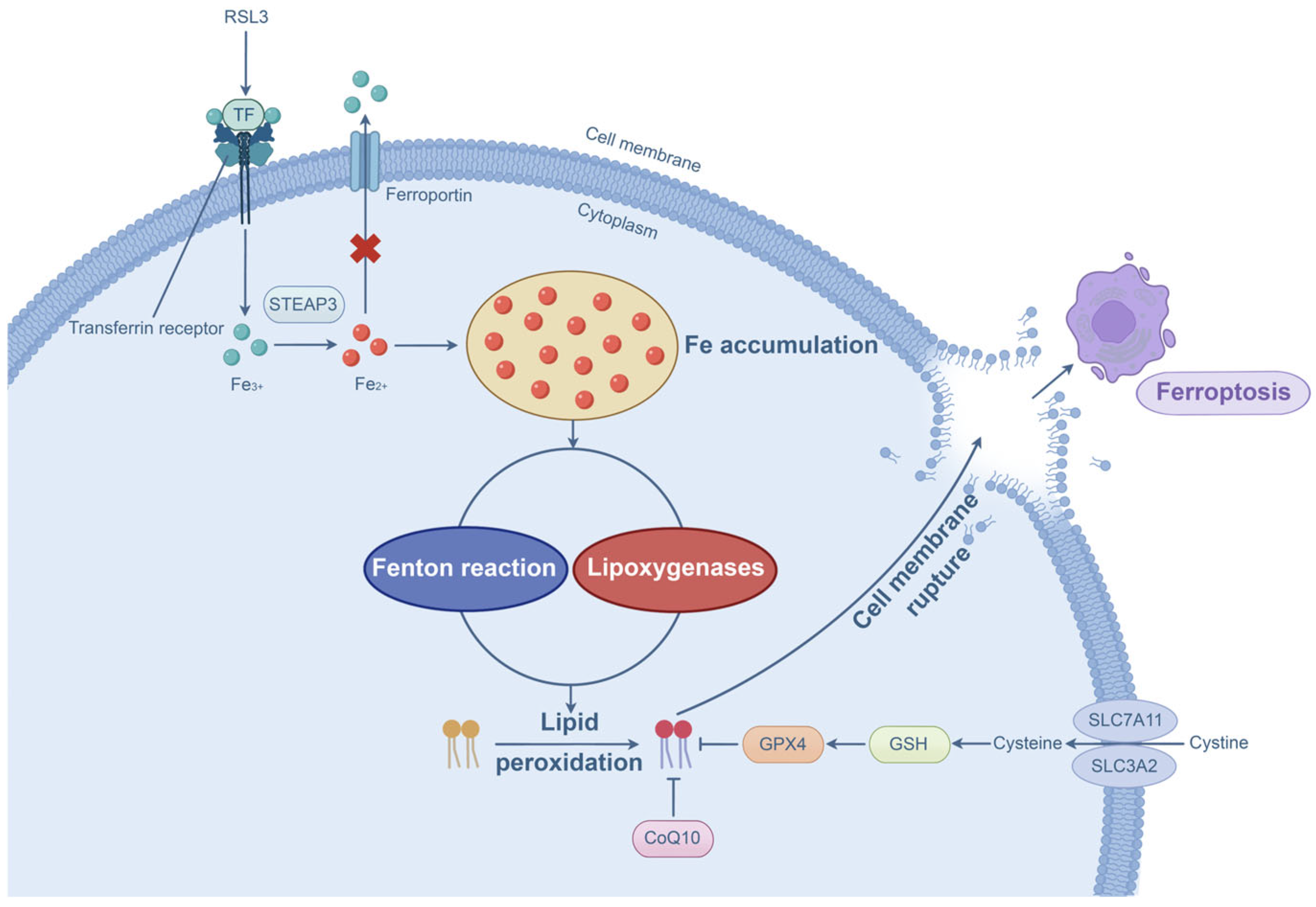Microorganisms 13 02560 g006