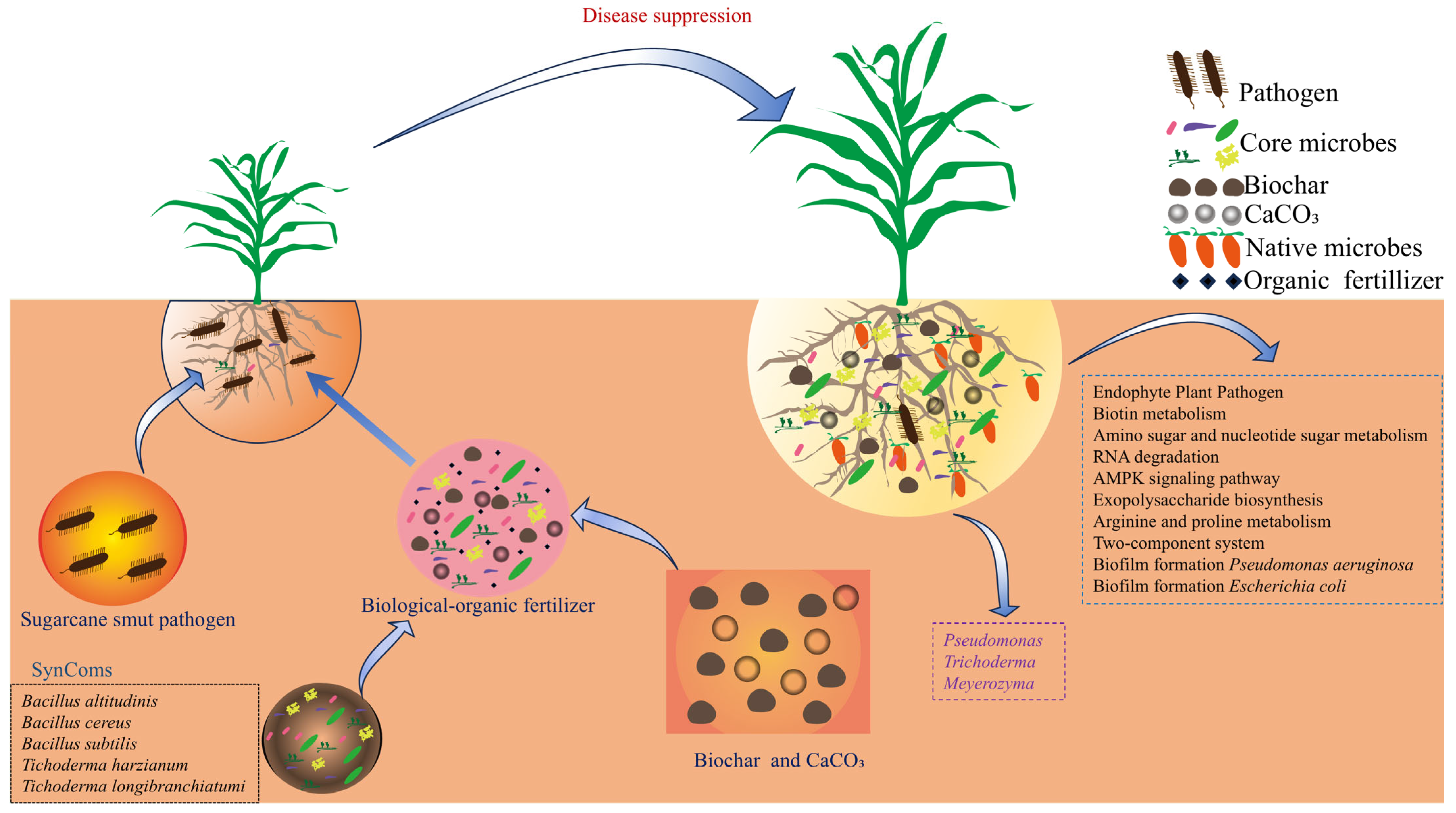 Microorganisms 13 02563 g007