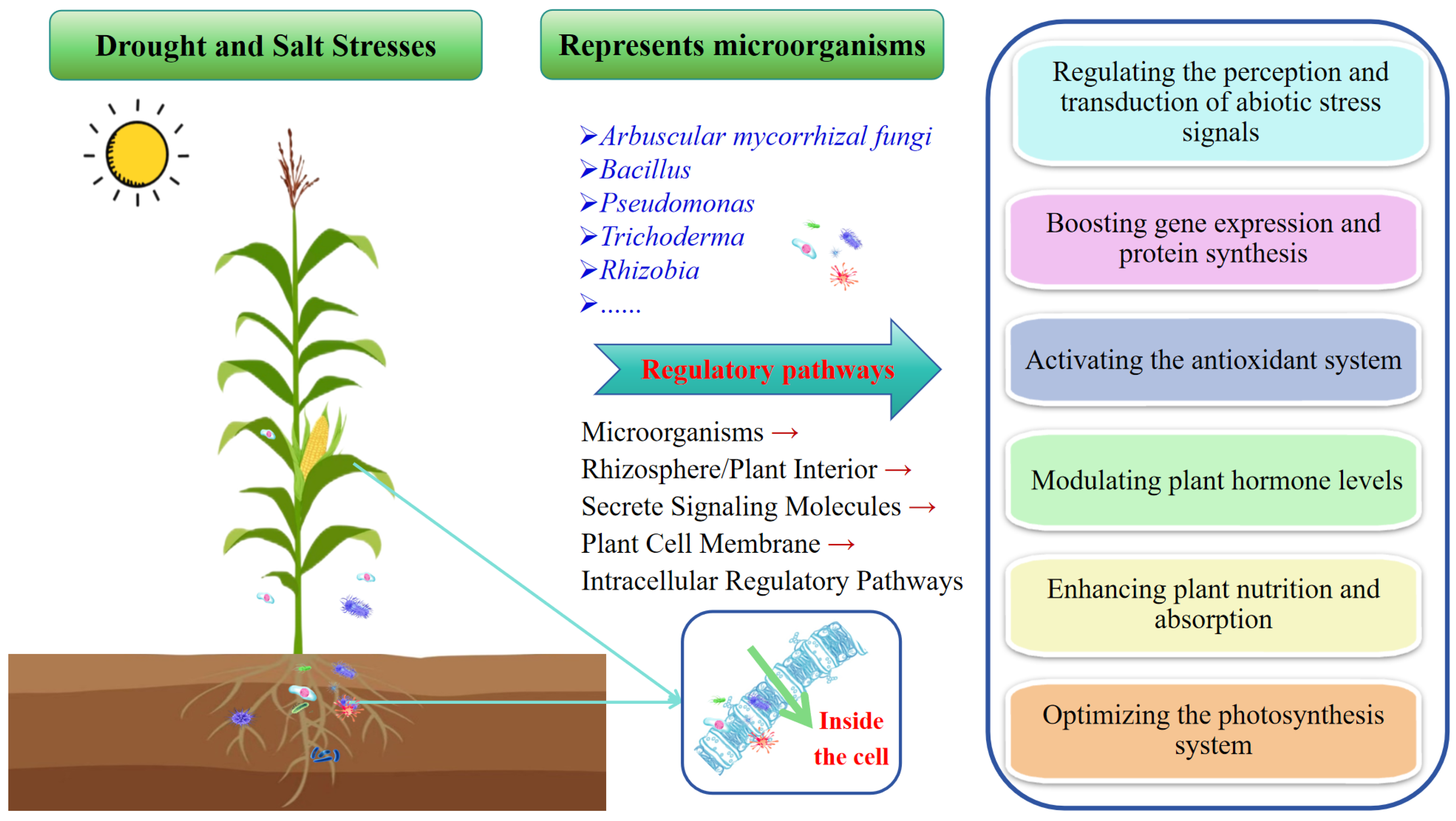 Microorganisms 13 02565 g001