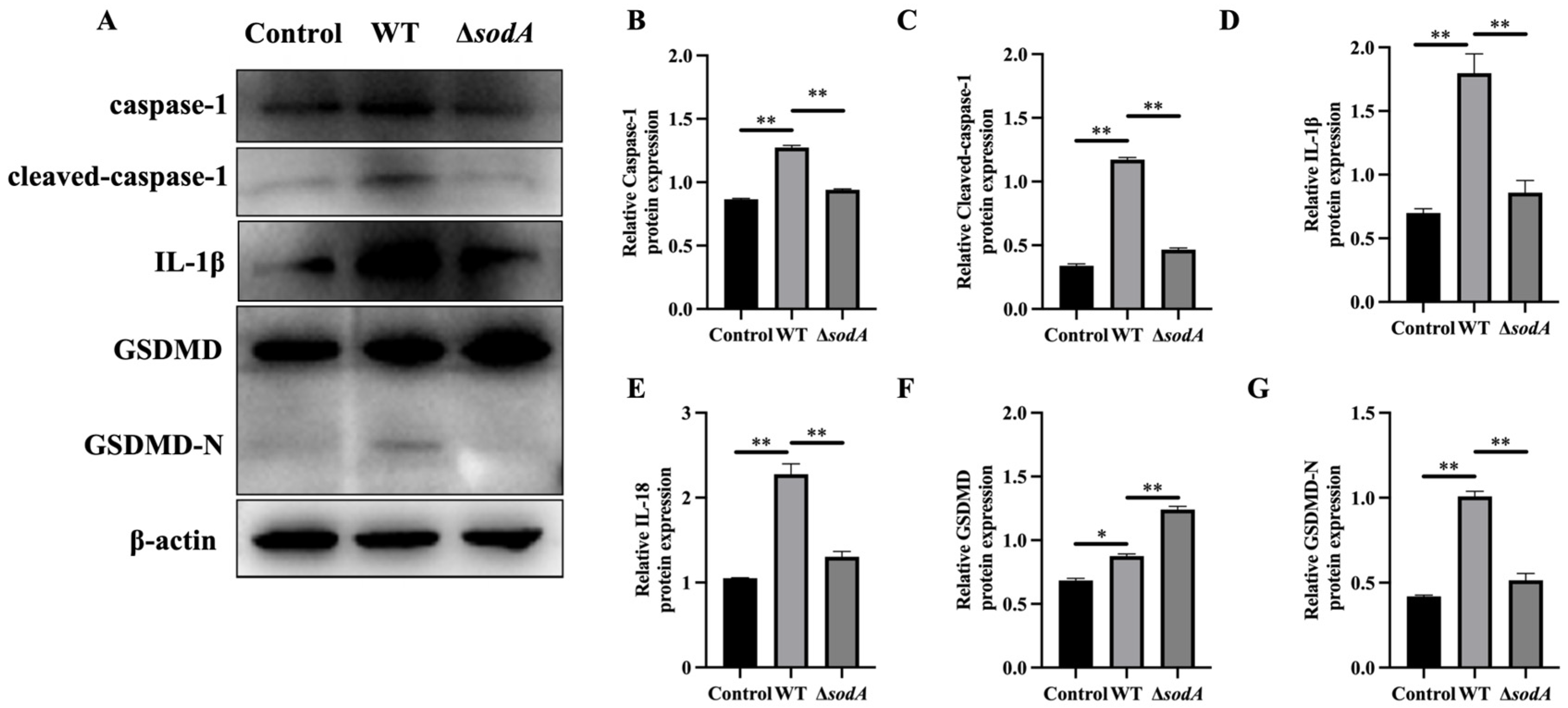 Microorganisms 13 02566 g006