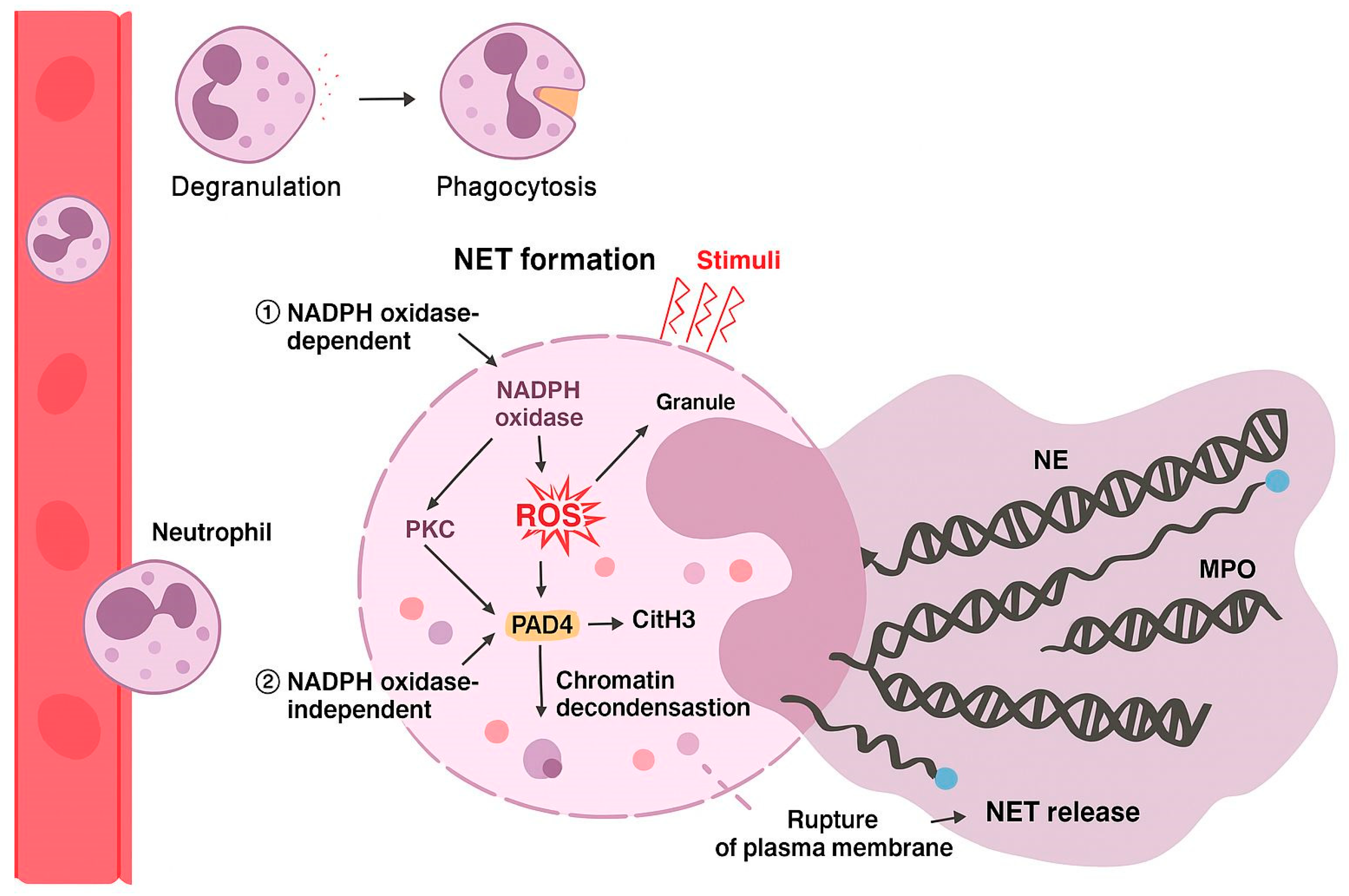 Microorganisms 13 02573 g001