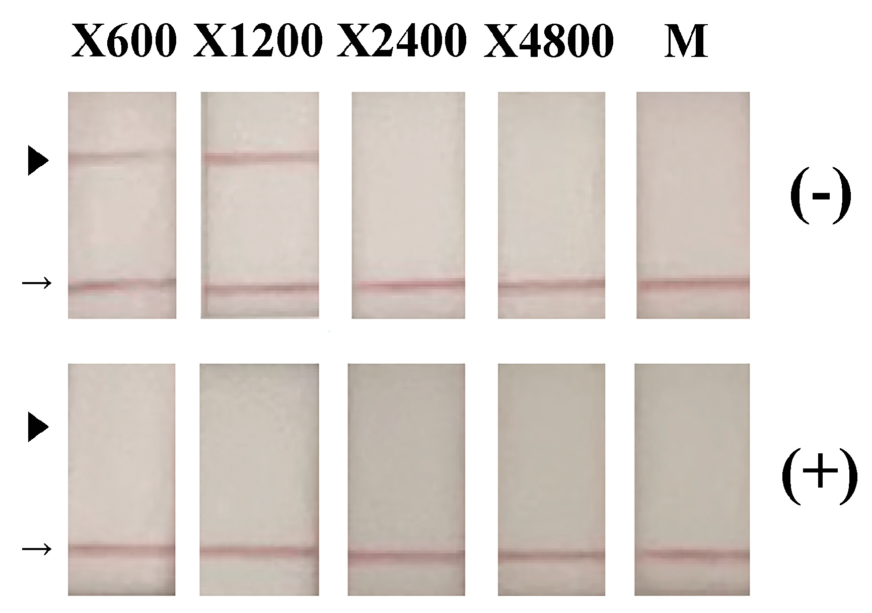 Microorganisms 13 02611 g003 Microorganisms 13 02611 g003