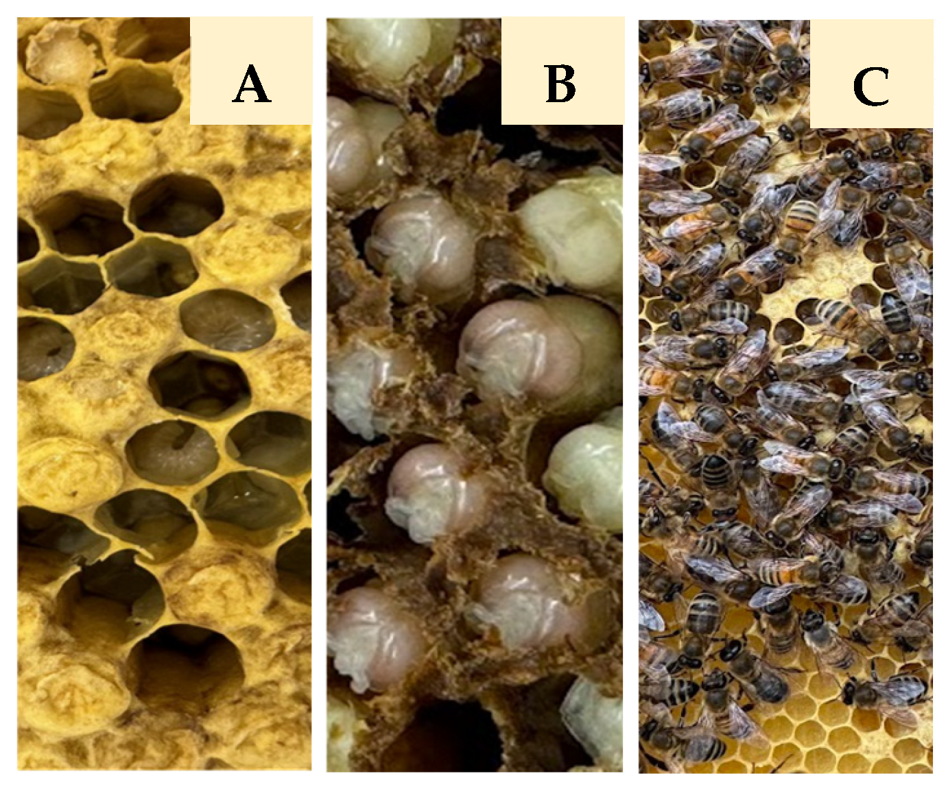 Microorganisms 13 02614 g001