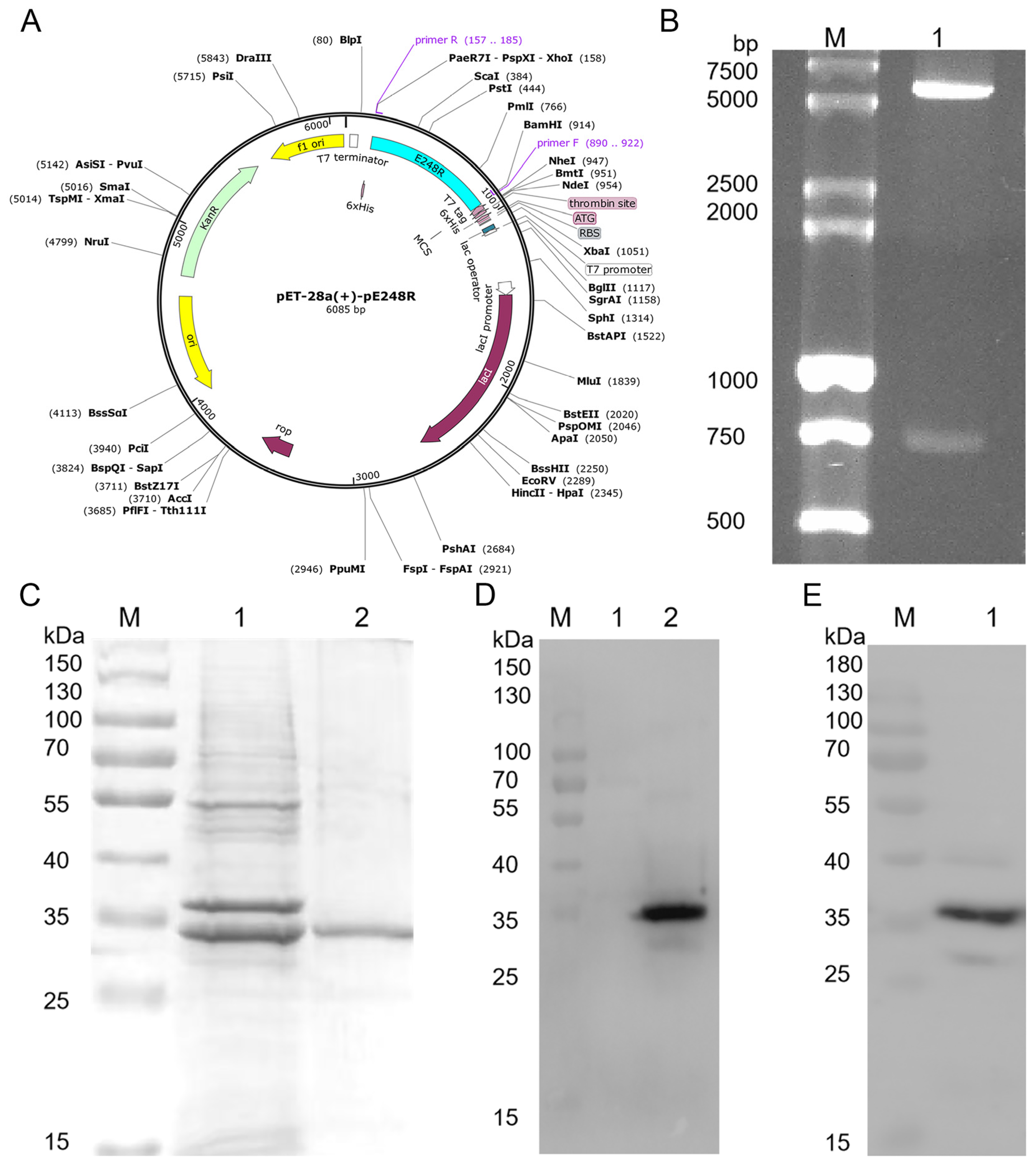 Microorganisms 13 02616 g001
