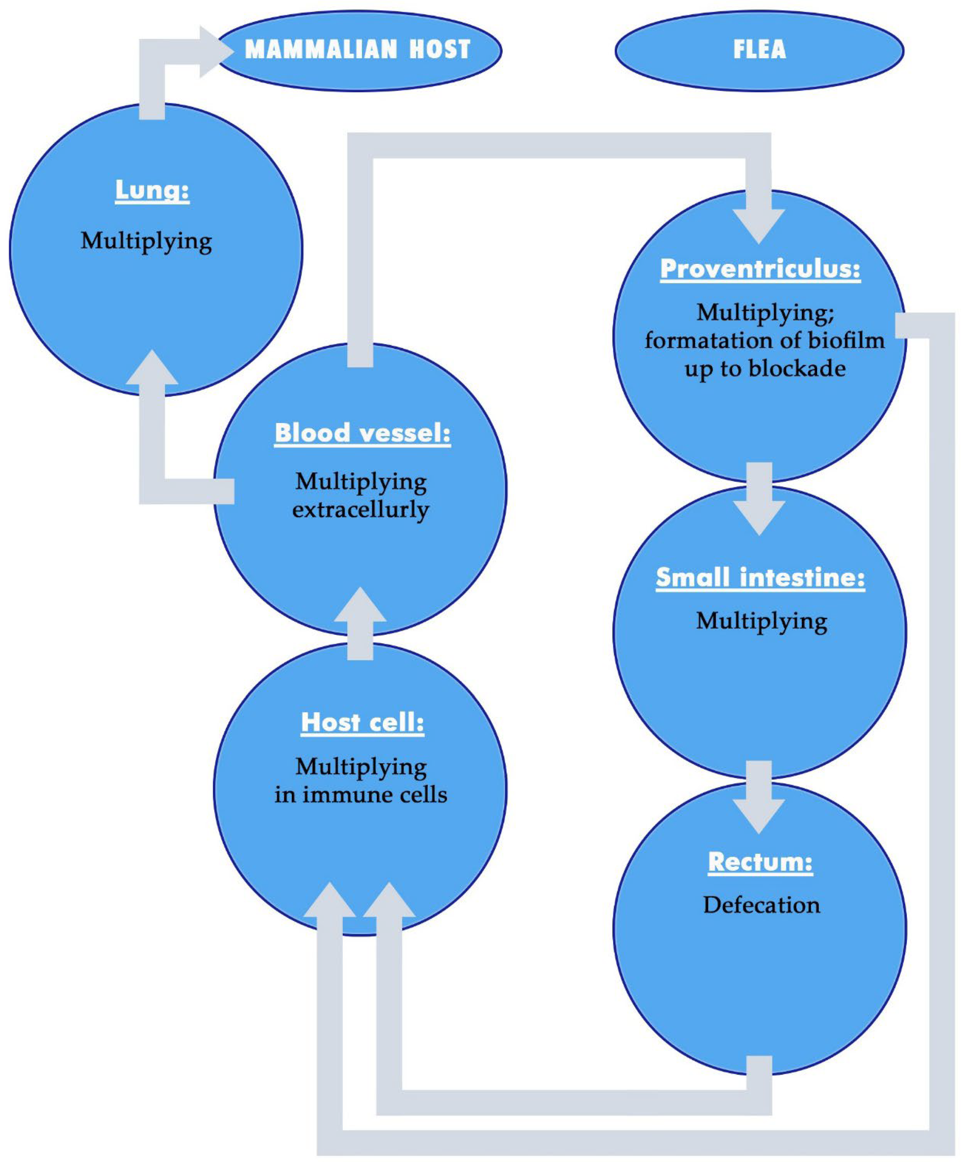Microorganisms 13 02619 g001