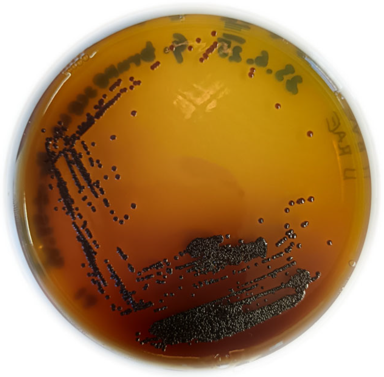 Microorganisms 13 02620 g001