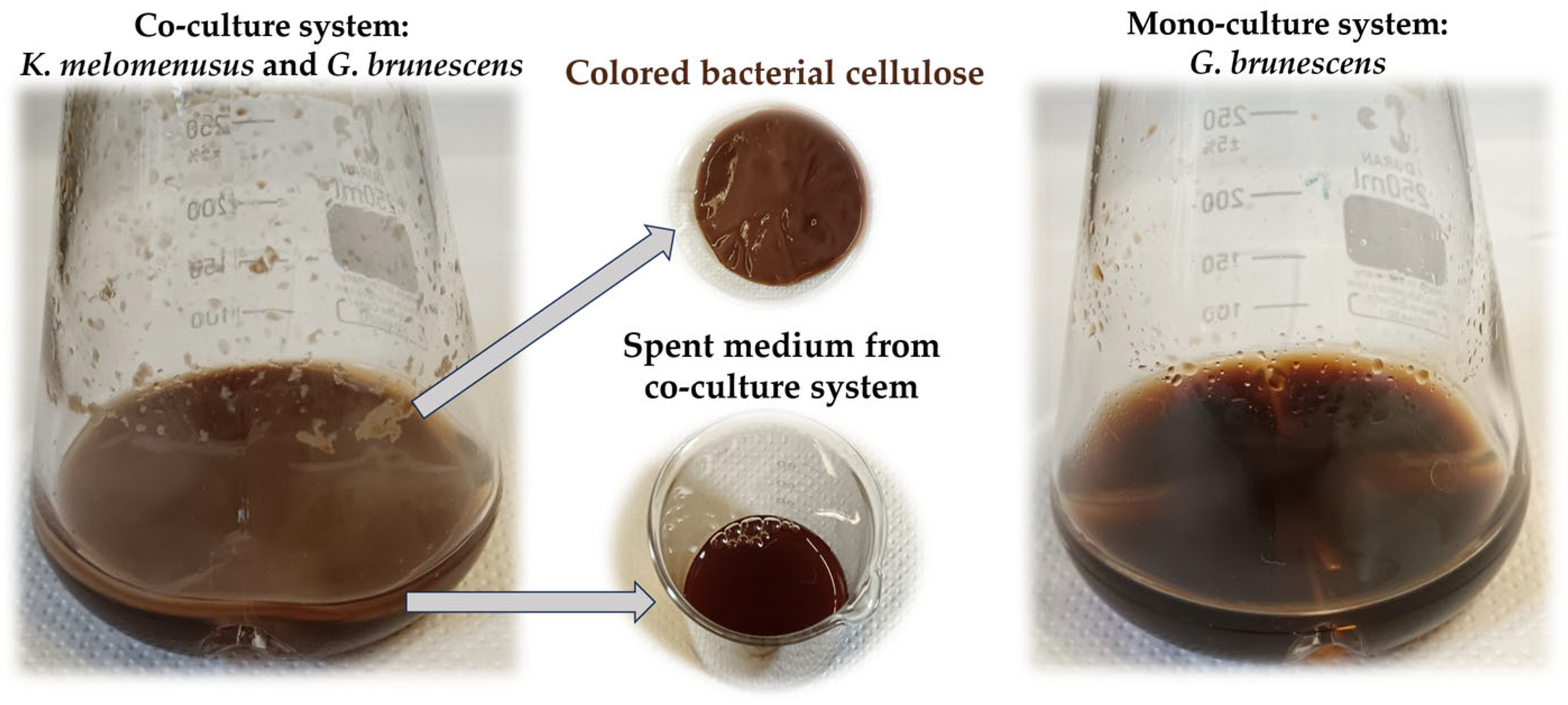 Microorganisms 13 02620 g007
