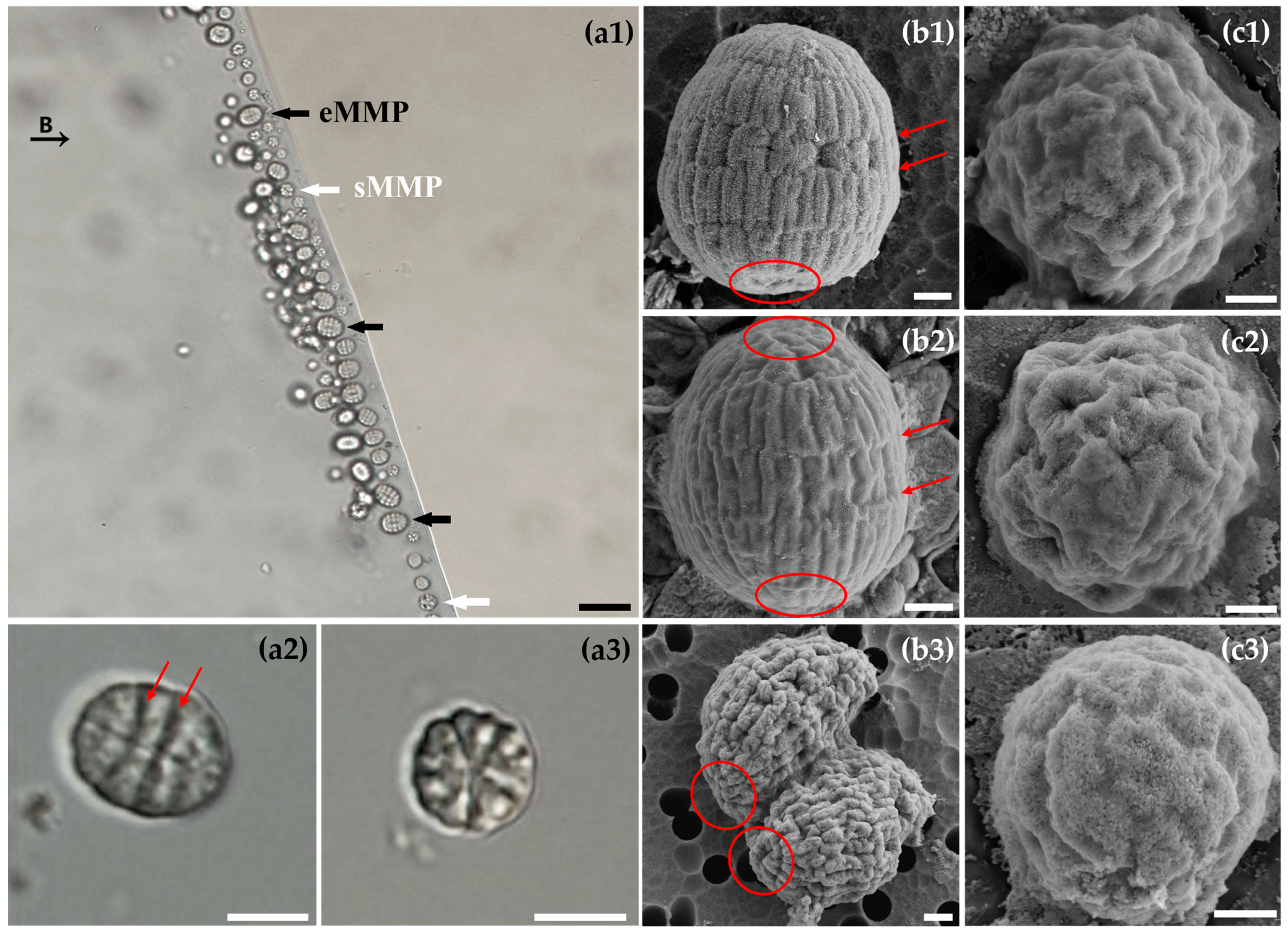 Microorganisms 13 02624 g002