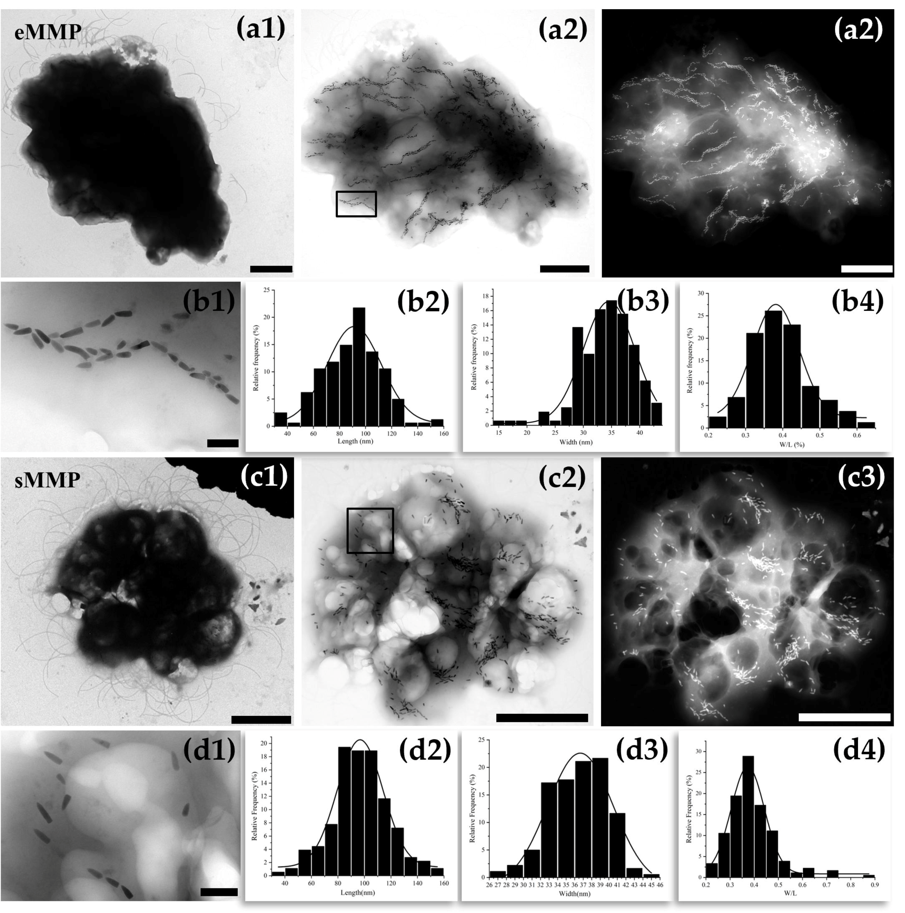 Microorganisms 13 02624 g003