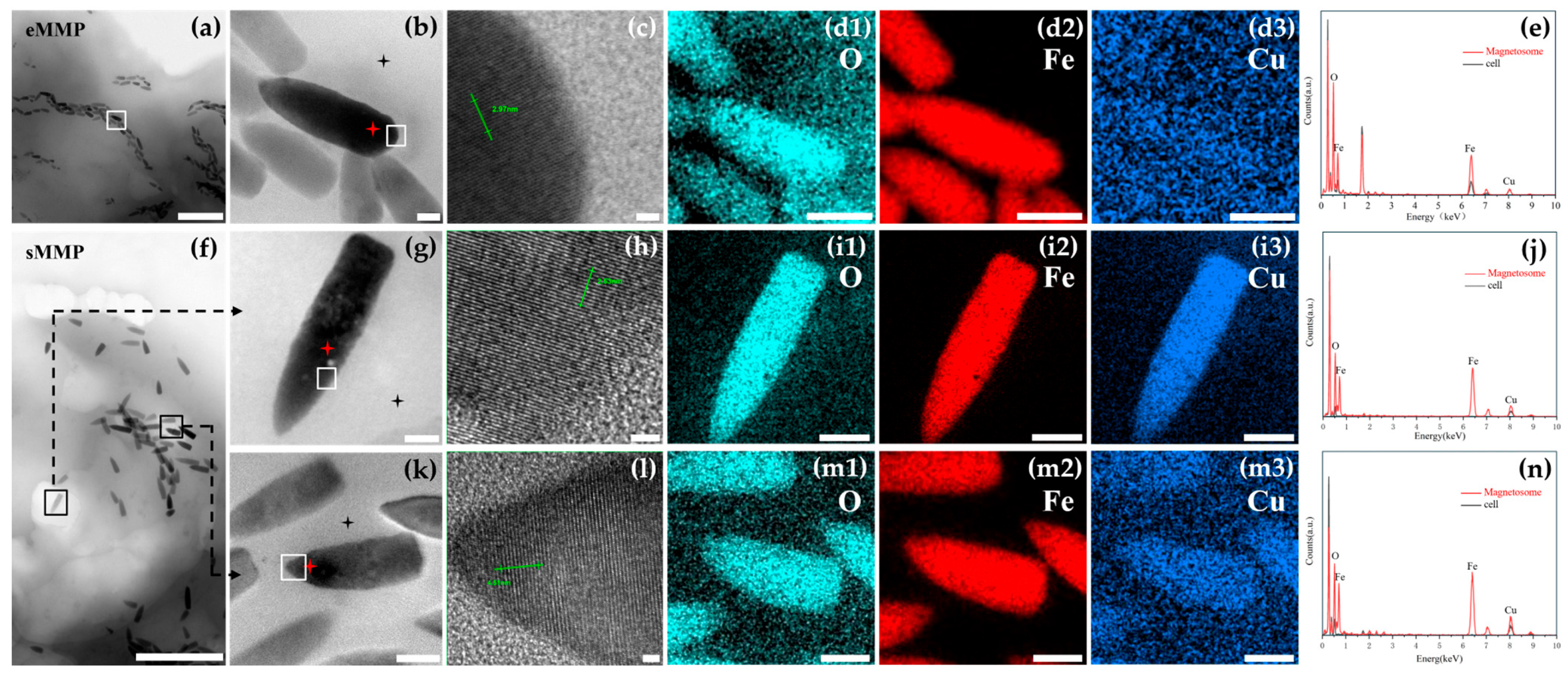 Microorganisms 13 02624 g004