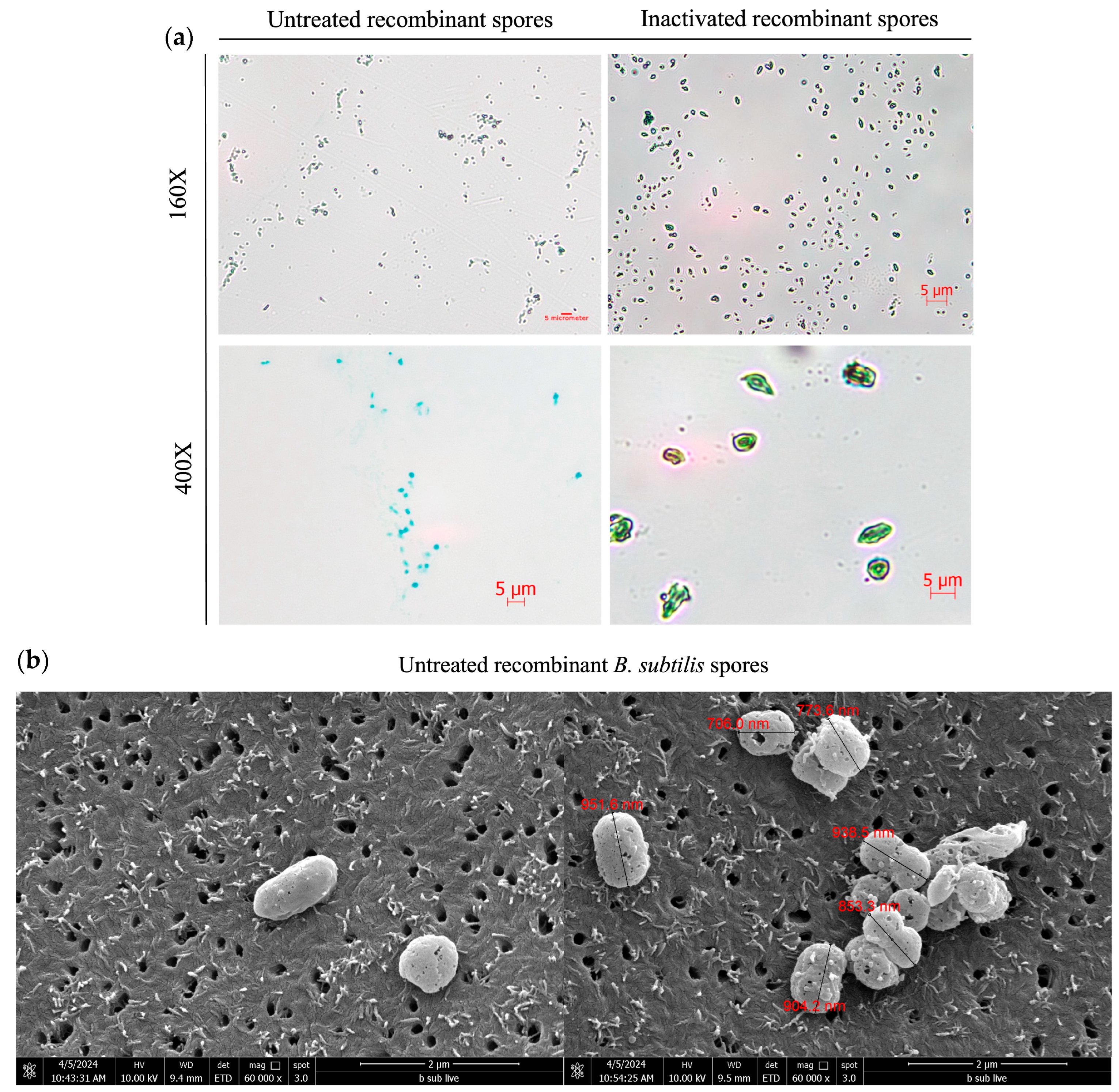 Microorganisms 13 02629 g002a