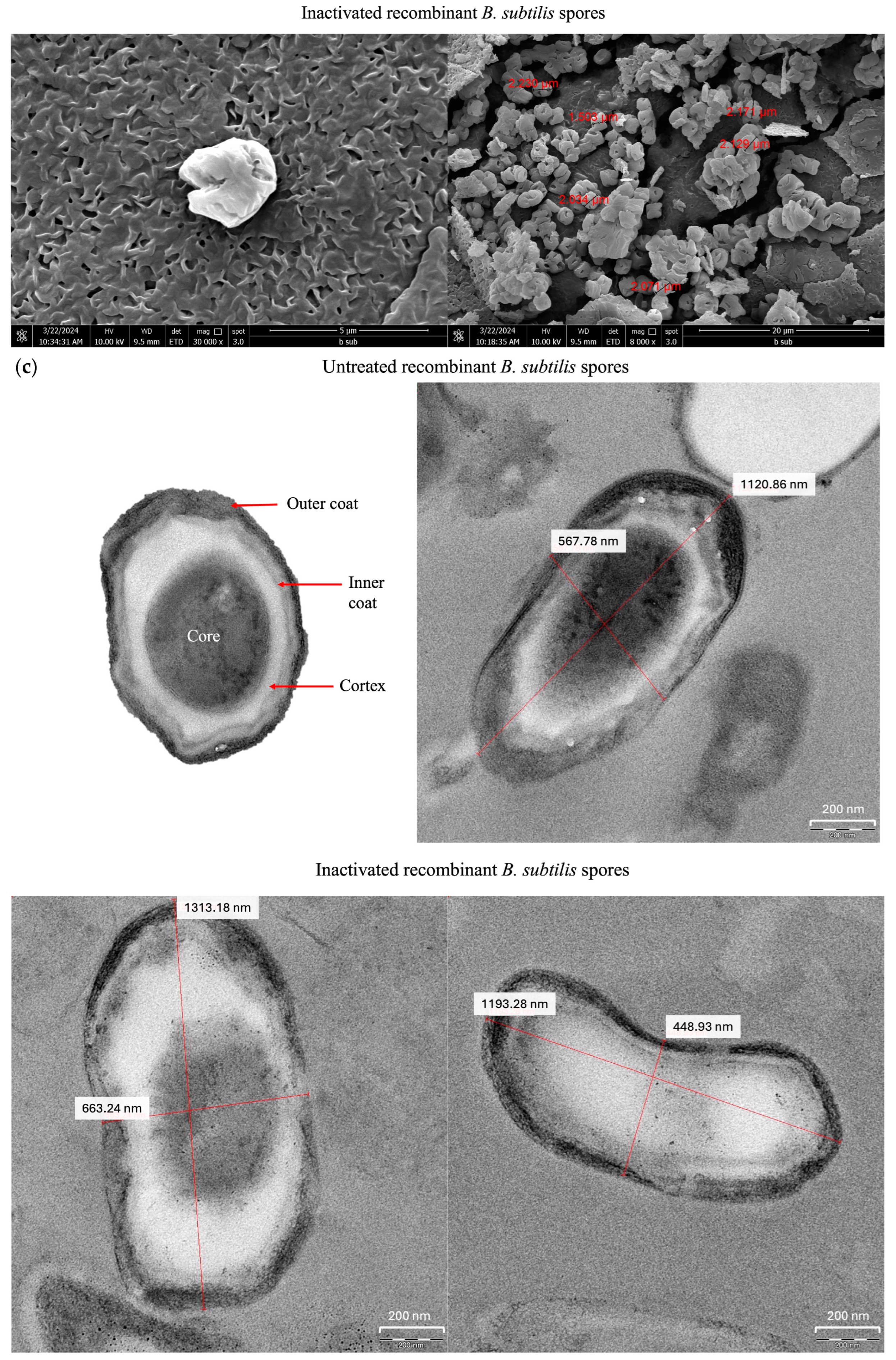 Microorganisms 13 02629 g002b