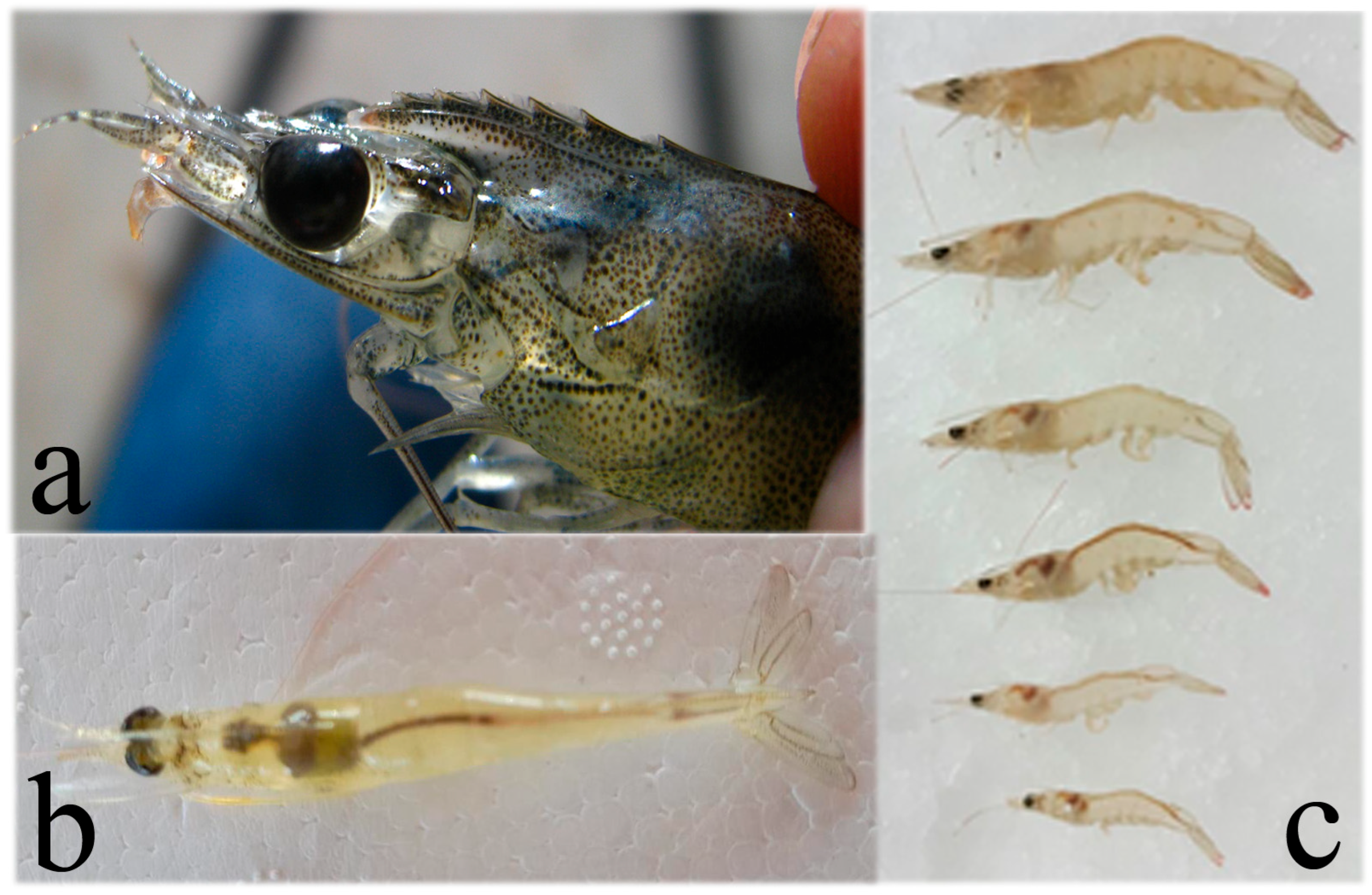 Microorganisms 13 02631 g003