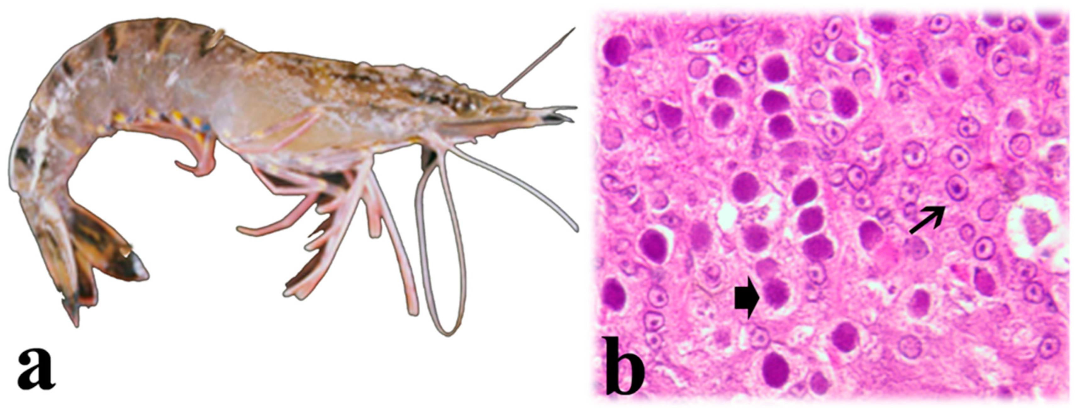Microorganisms 13 02631 g006