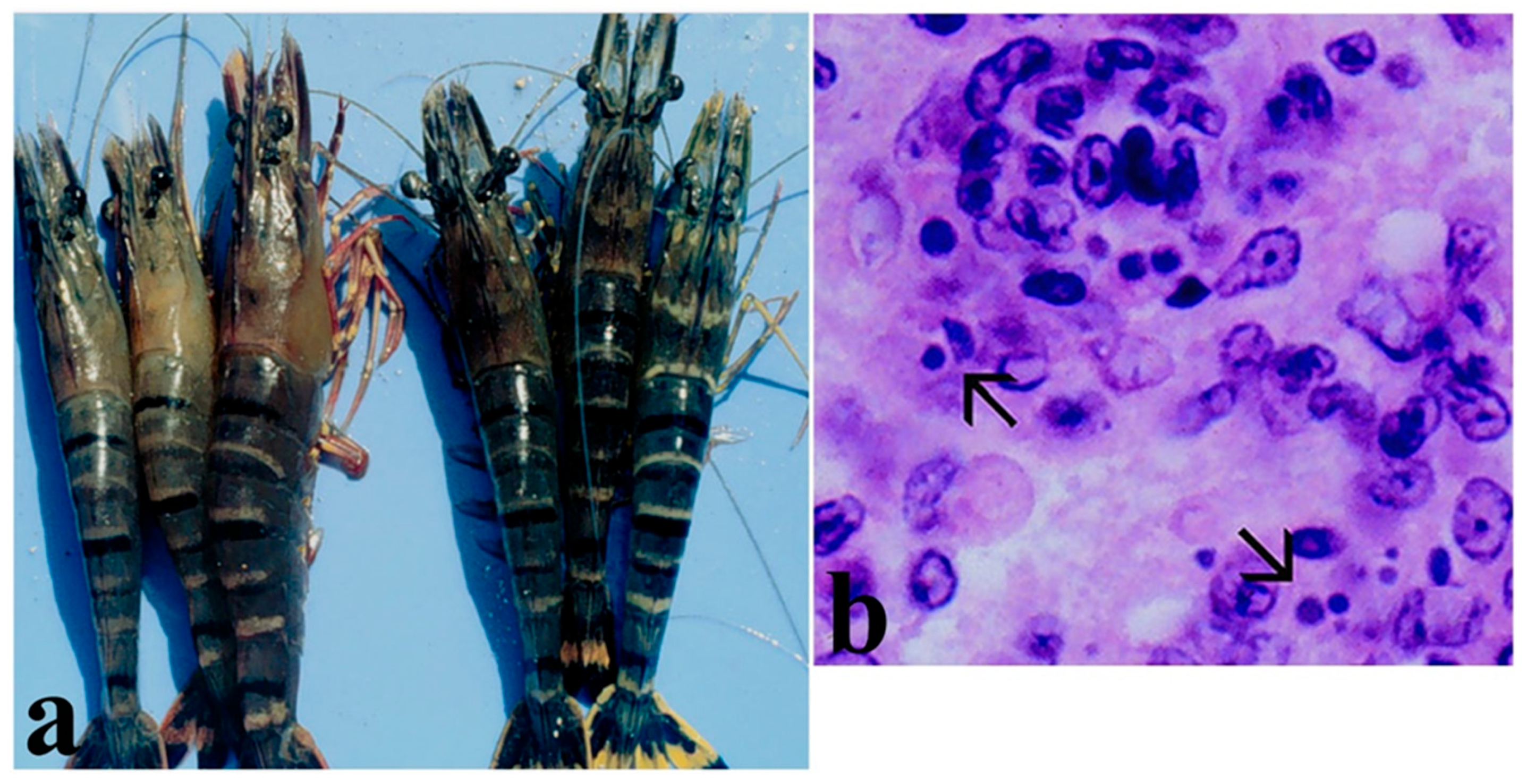 Microorganisms 13 02631 g007