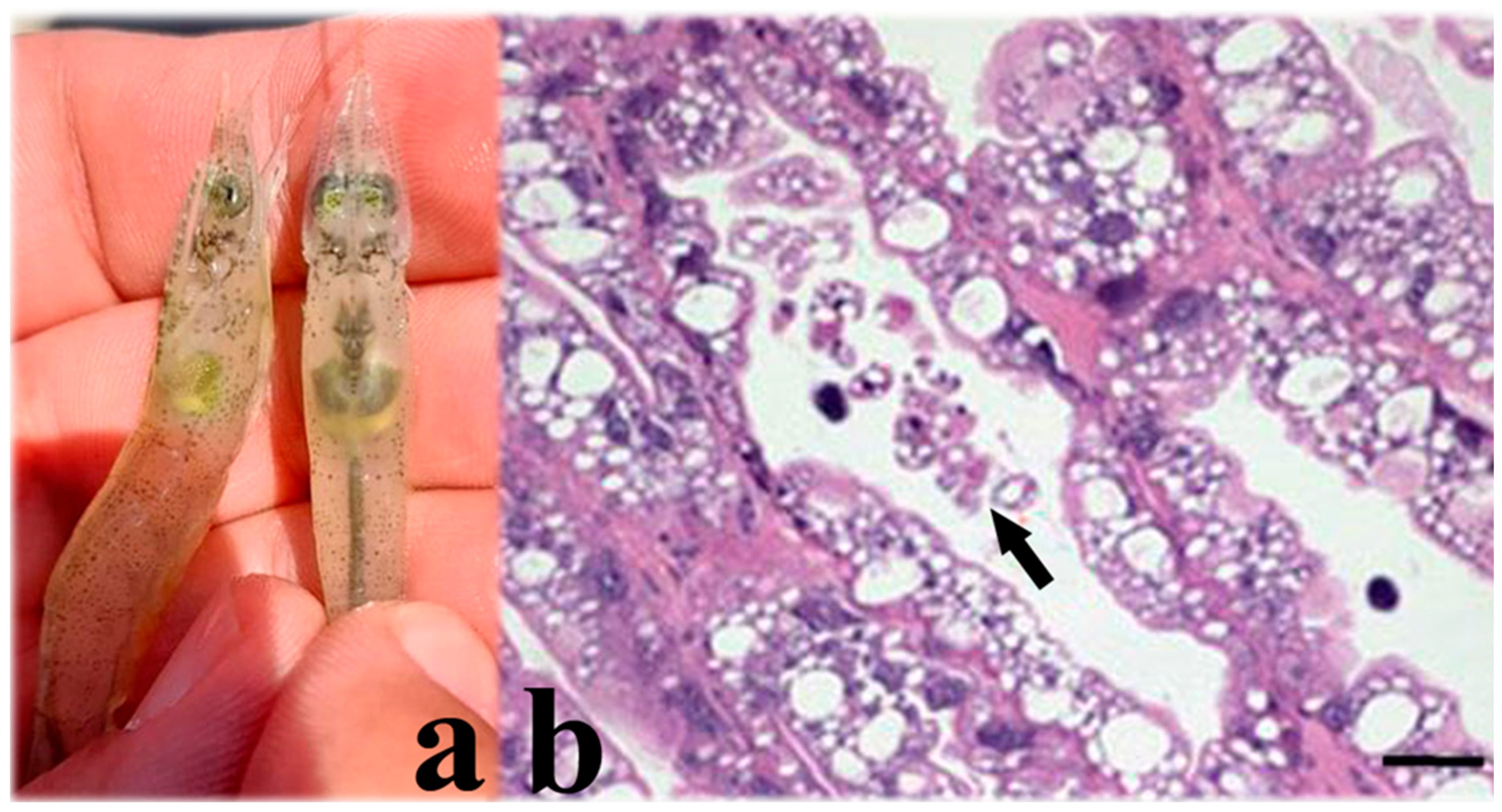 Microorganisms 13 02631 g009