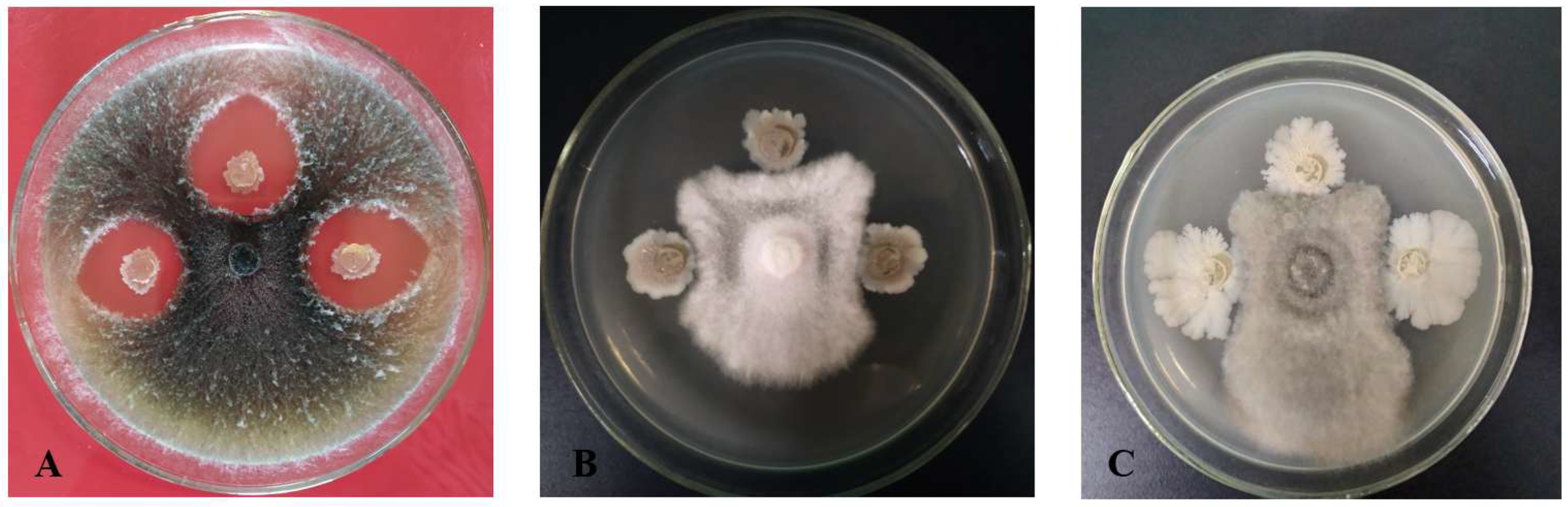 Microorganisms 13 02640 g001