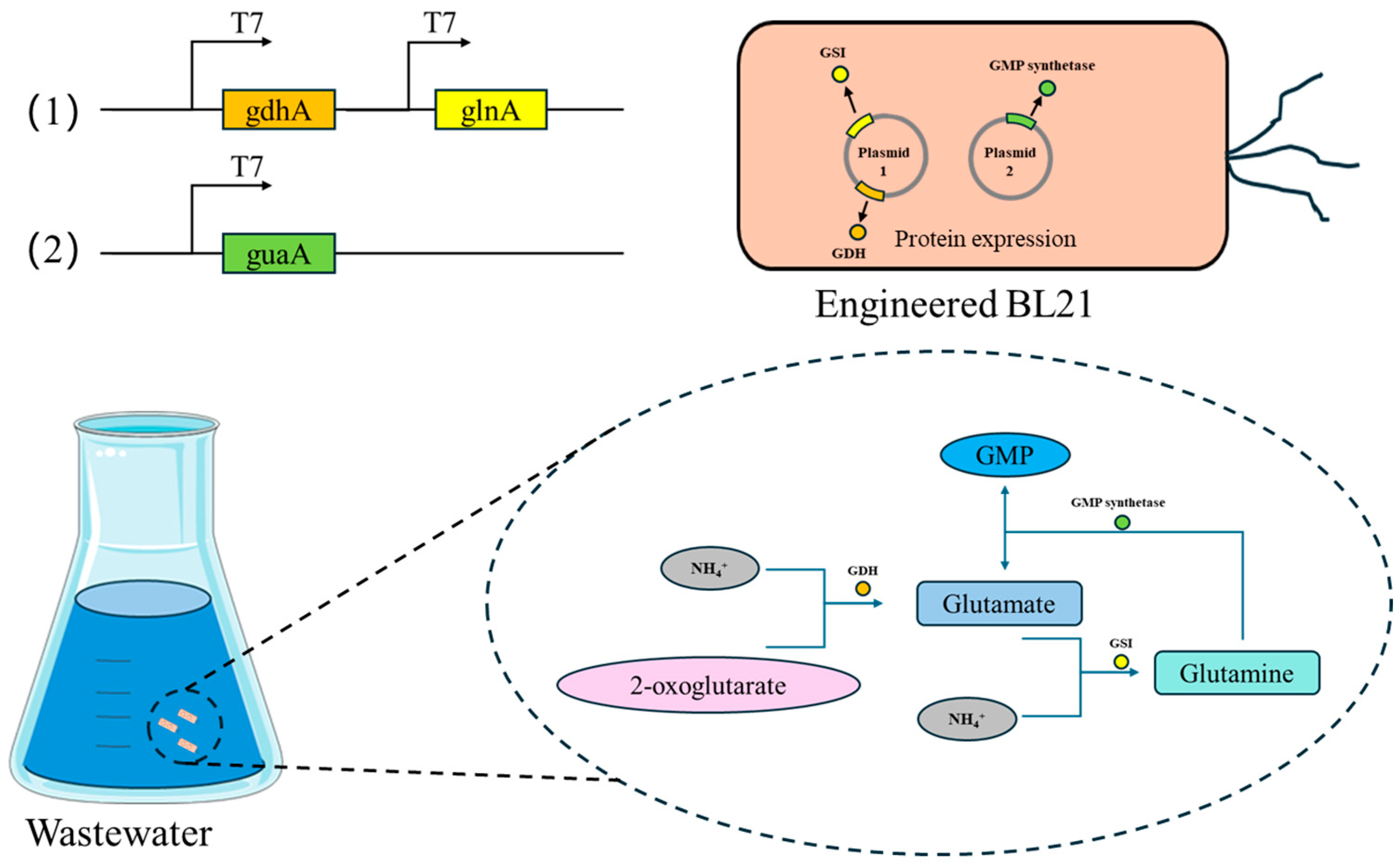 Microorganisms 13 02646 g001