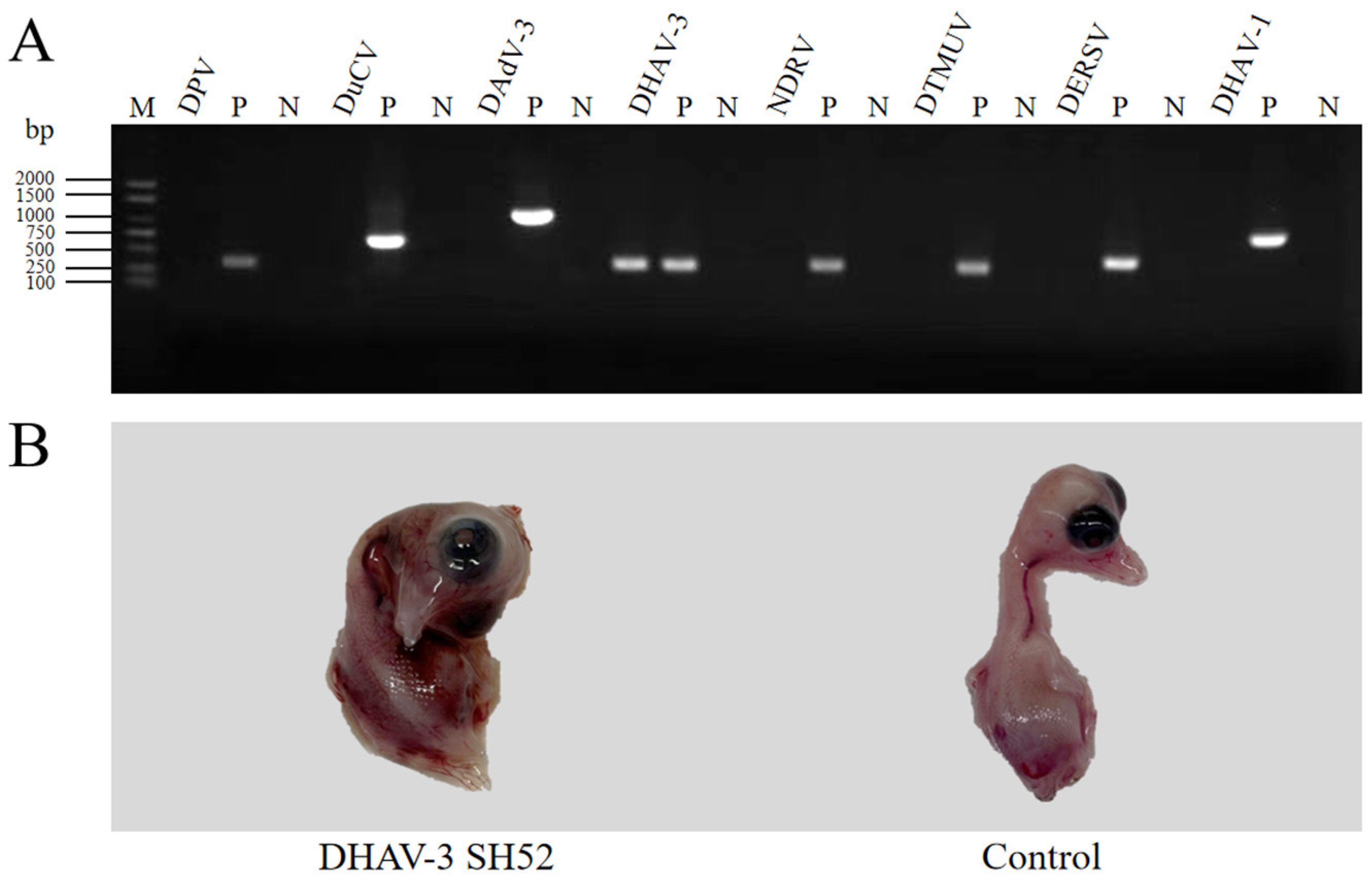 Microorganisms 13 02652 g001 Microorganisms 13 02652 g001