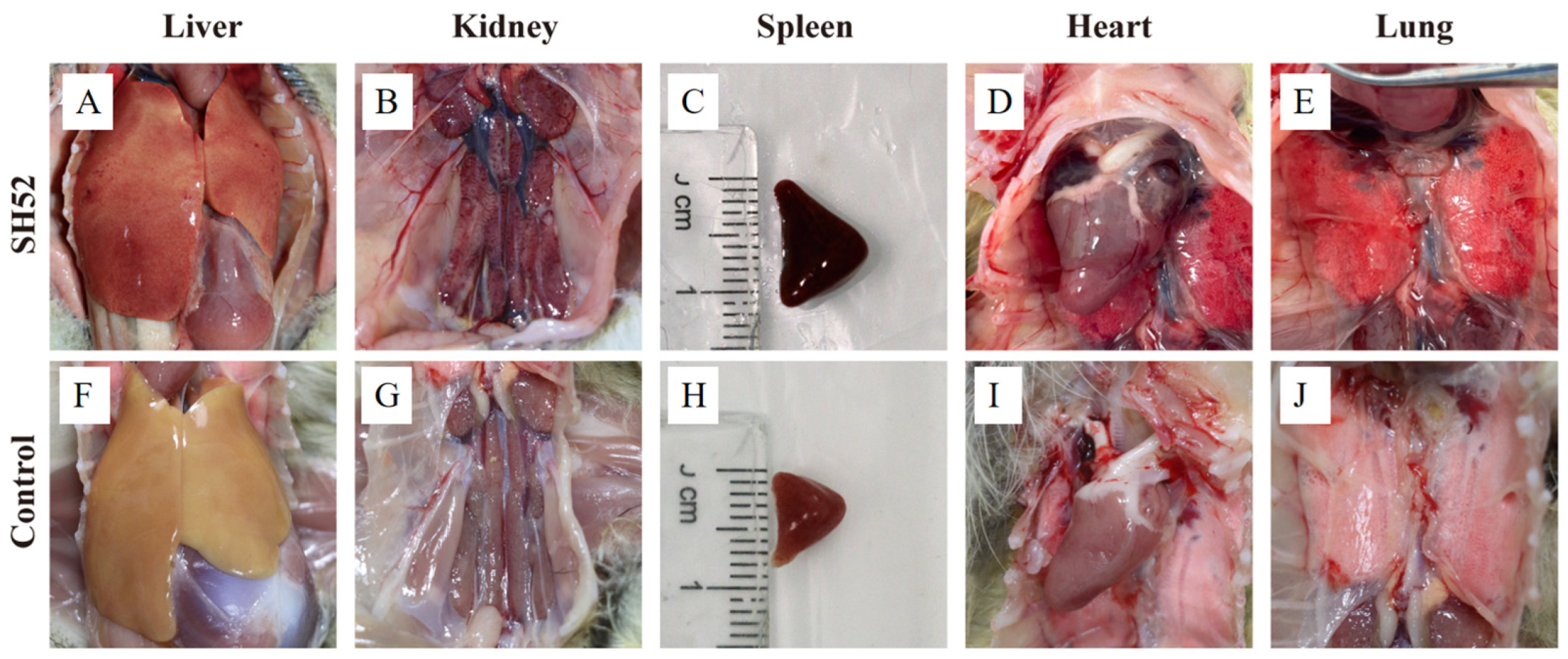 Microorganisms 13 02652 g004 Microorganisms 13 02652 g004