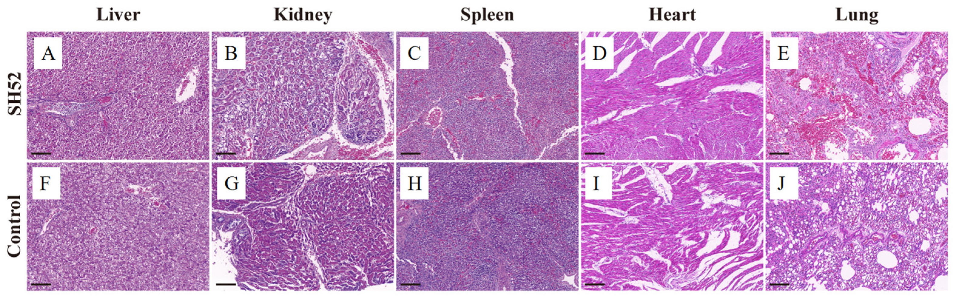 Microorganisms 13 02652 g006 Microorganisms 13 02652 g006