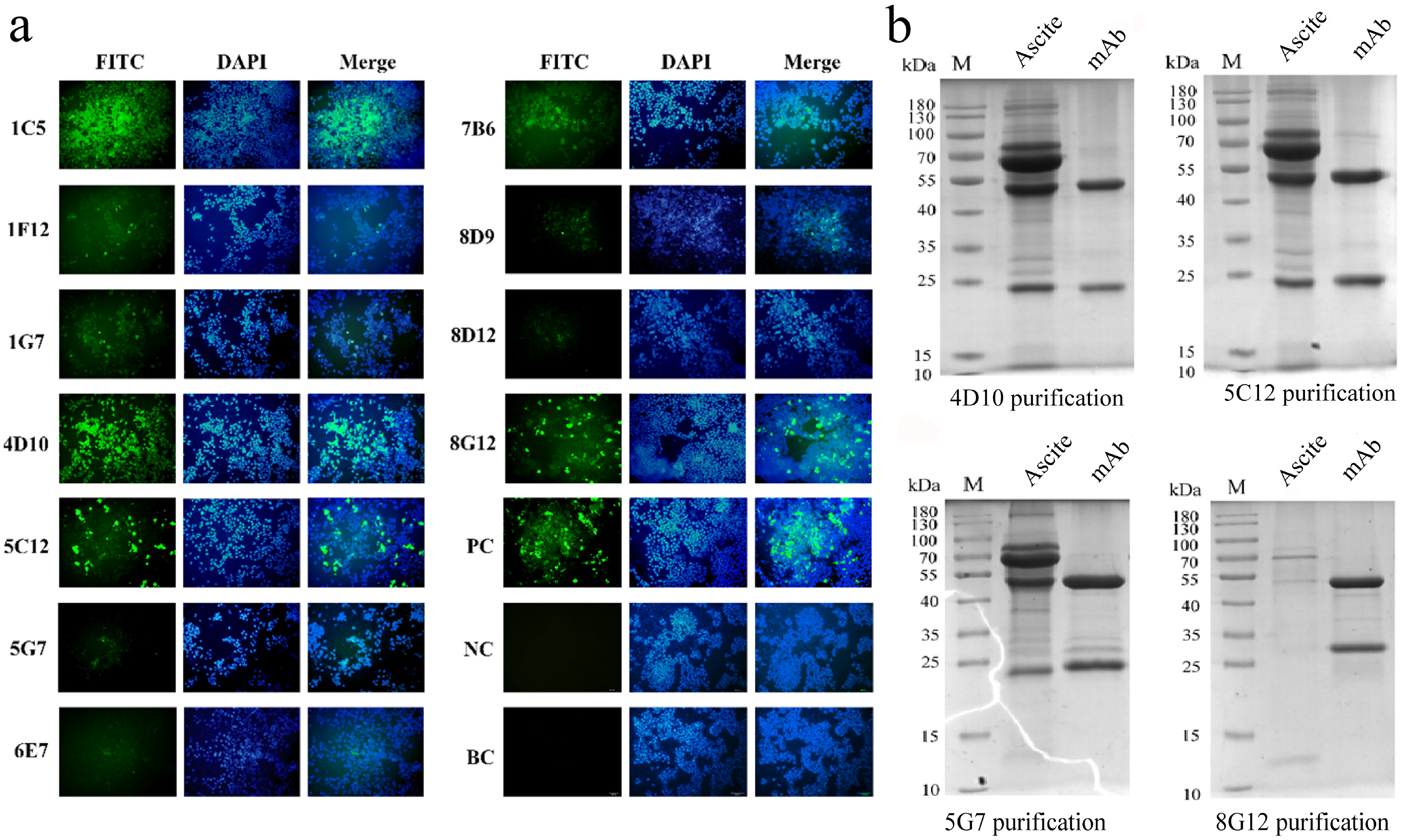 Microorganisms 13 02666 g004