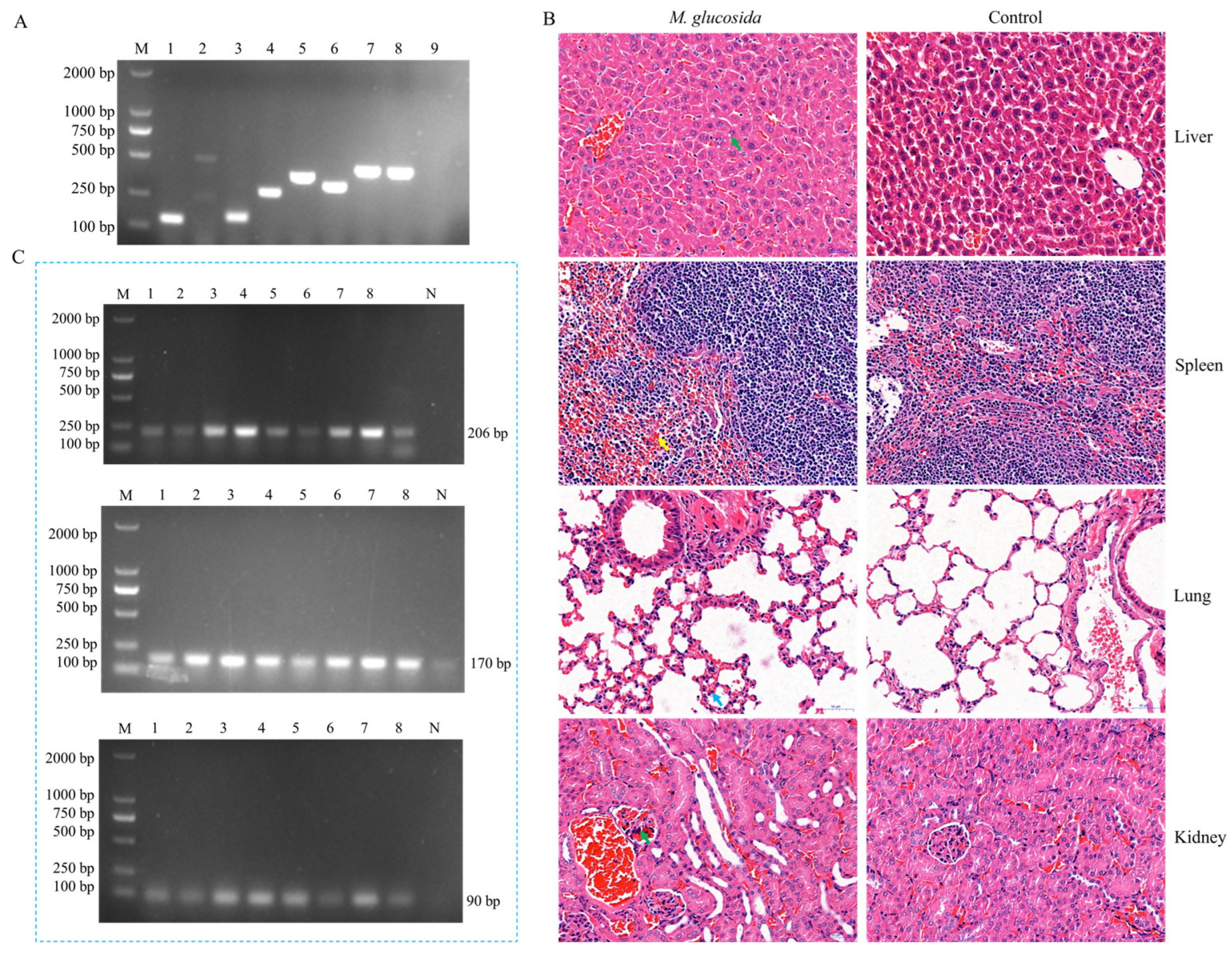 Microorganisms 13 02676 g002
