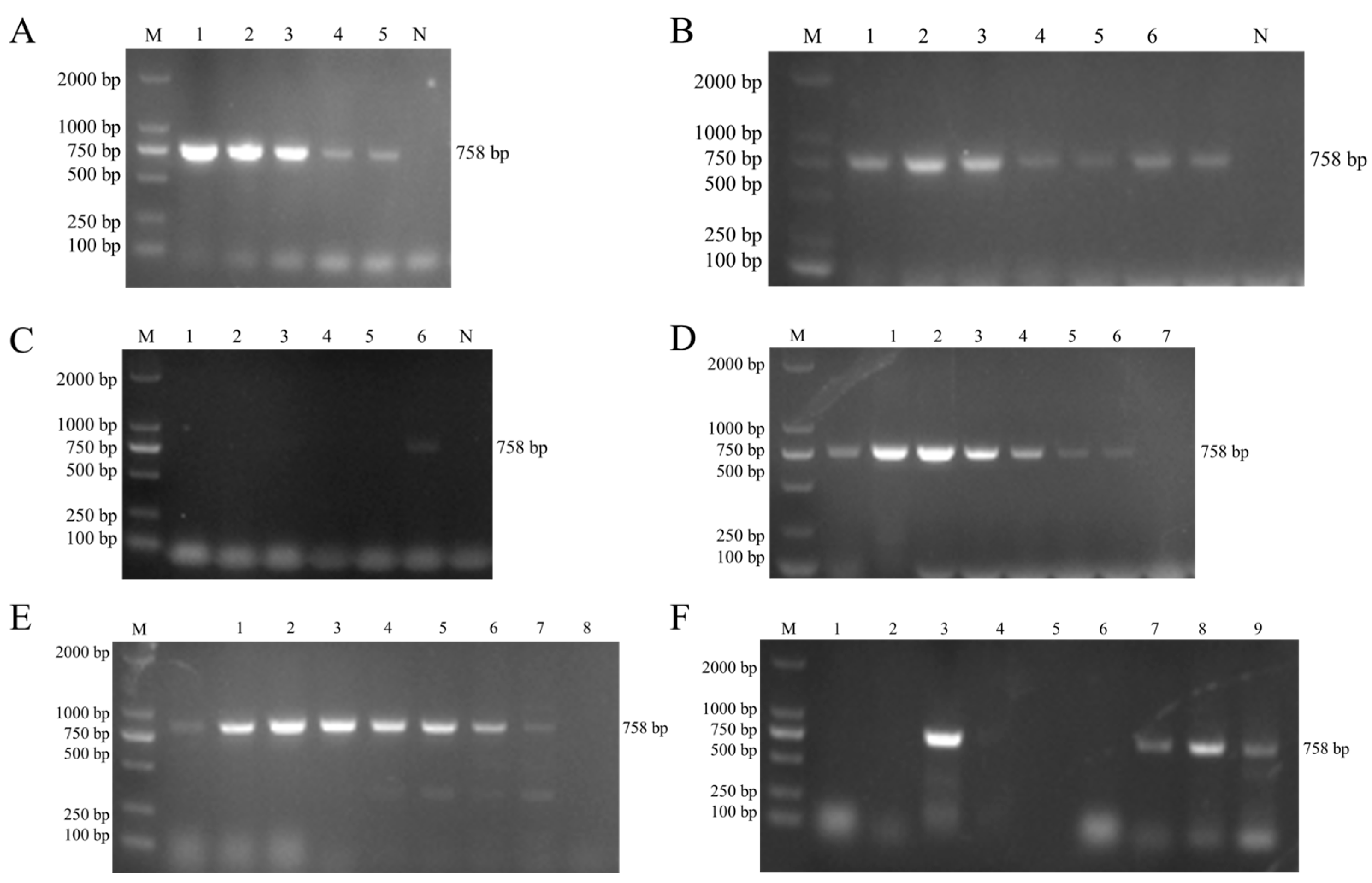 Microorganisms 13 02676 g005