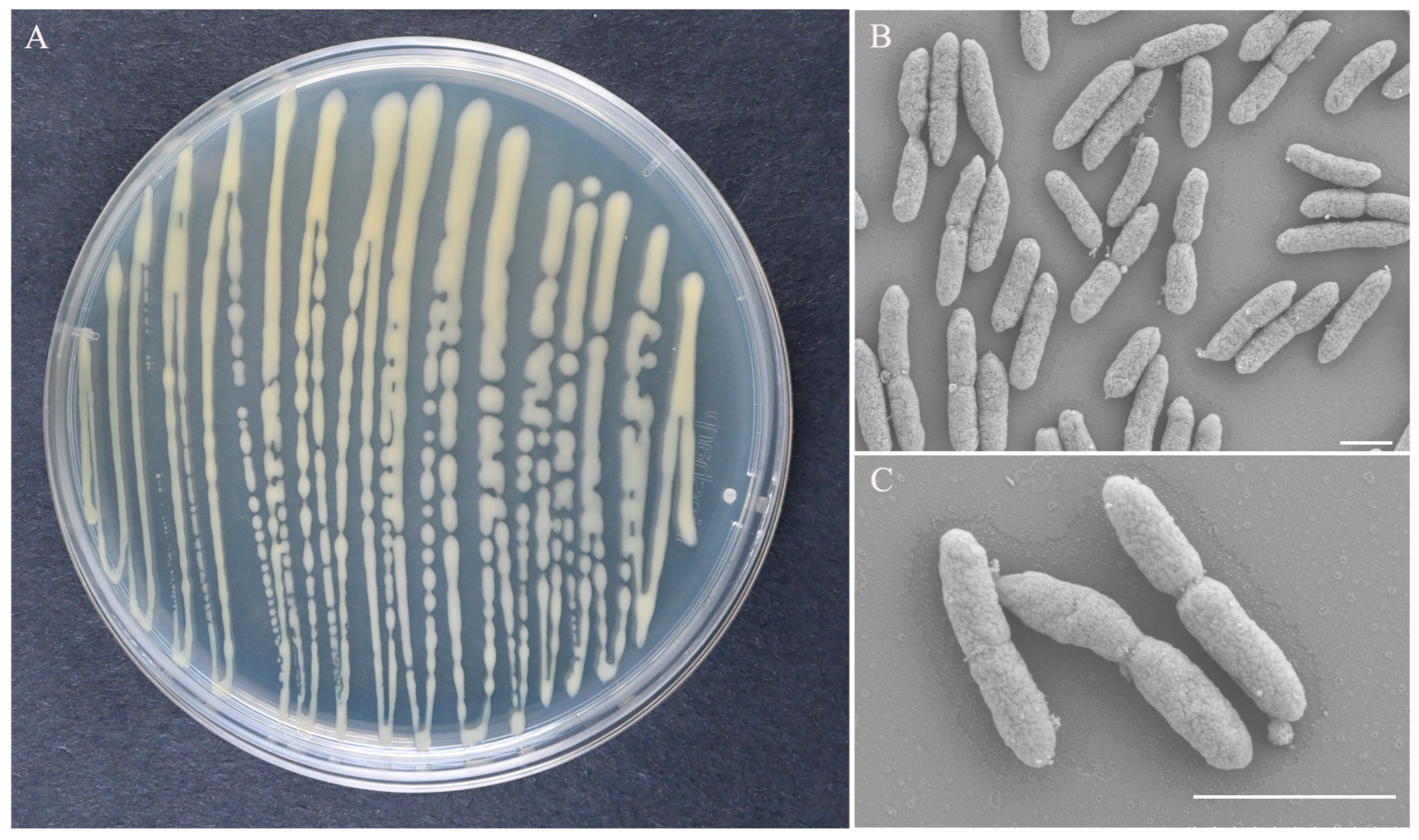 Microorganisms 13 02678 g002