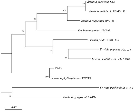 Complete Genome Sequencing of Erwinia phyllosphaerae ZX-13, a