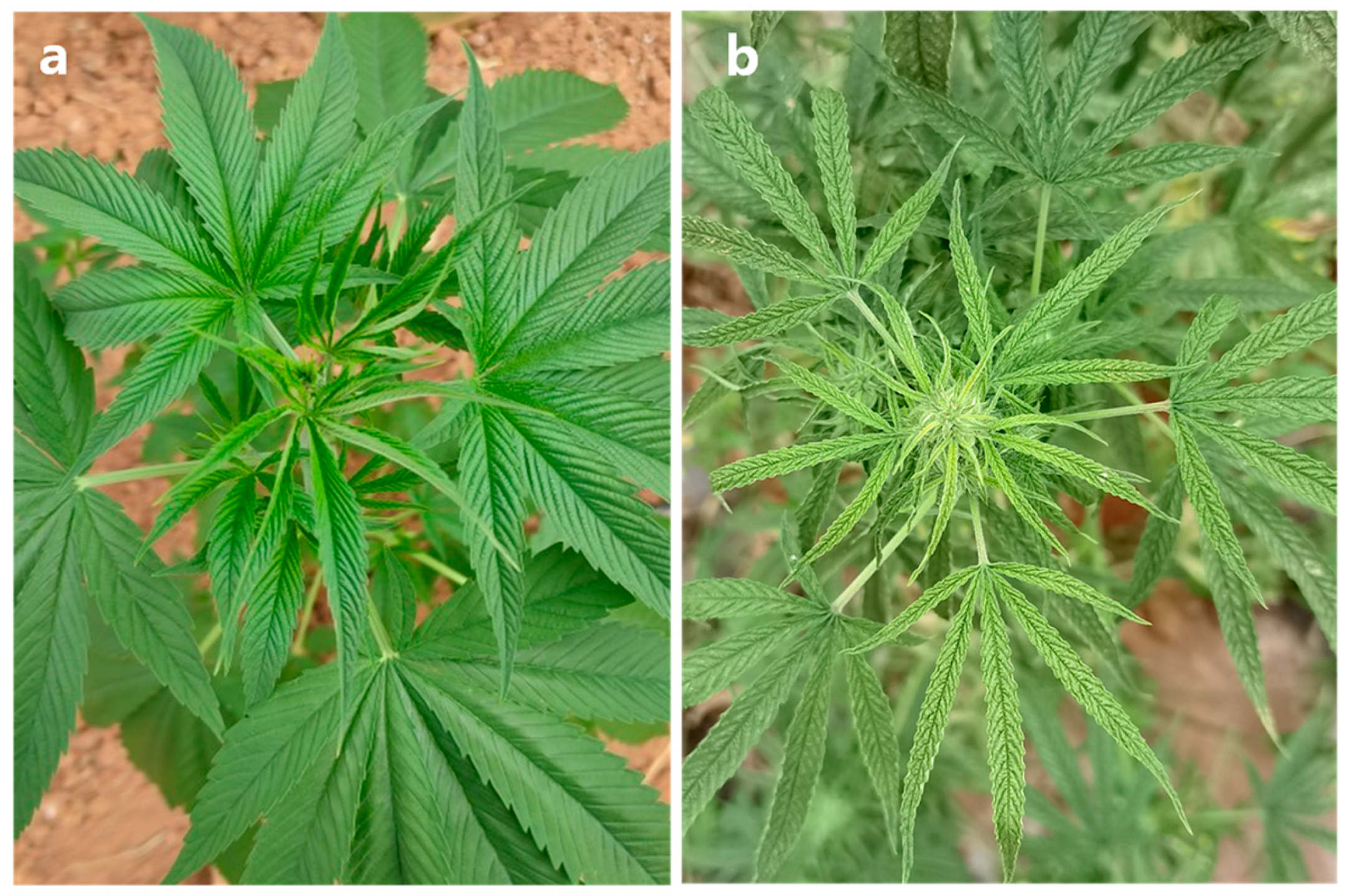 Microorganisms 13 02682 g001 Microorganisms 13 02682 g001